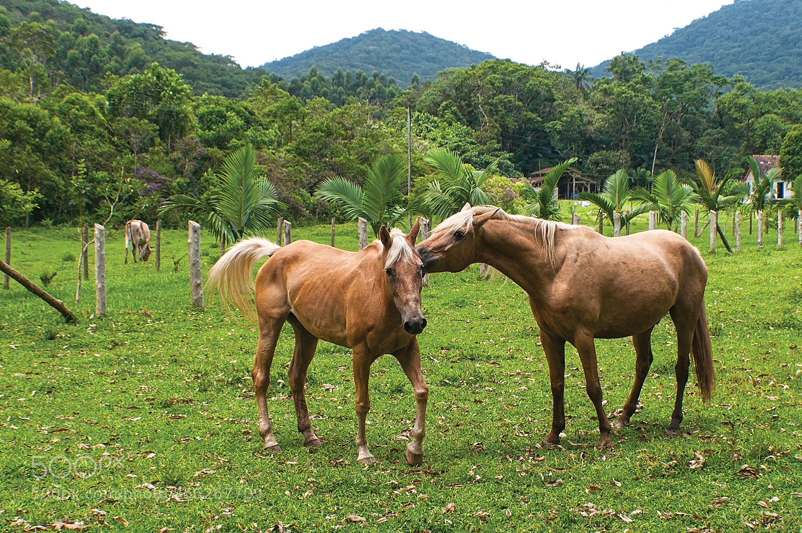Nikon D5000 sample photo. Casal de cavalos photography