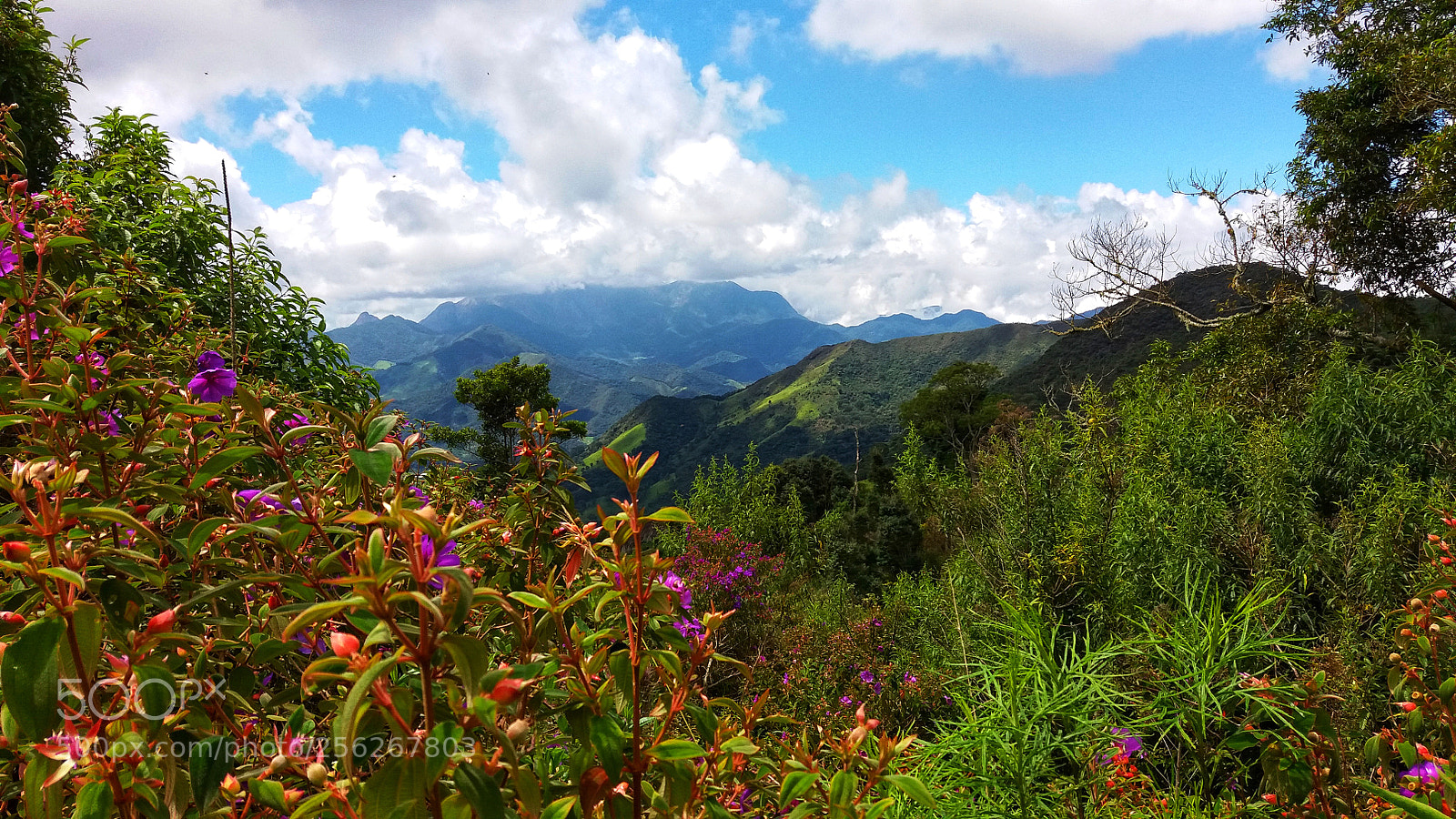 Samsung Galaxy J5 sample photo. Flowers and mountain photography