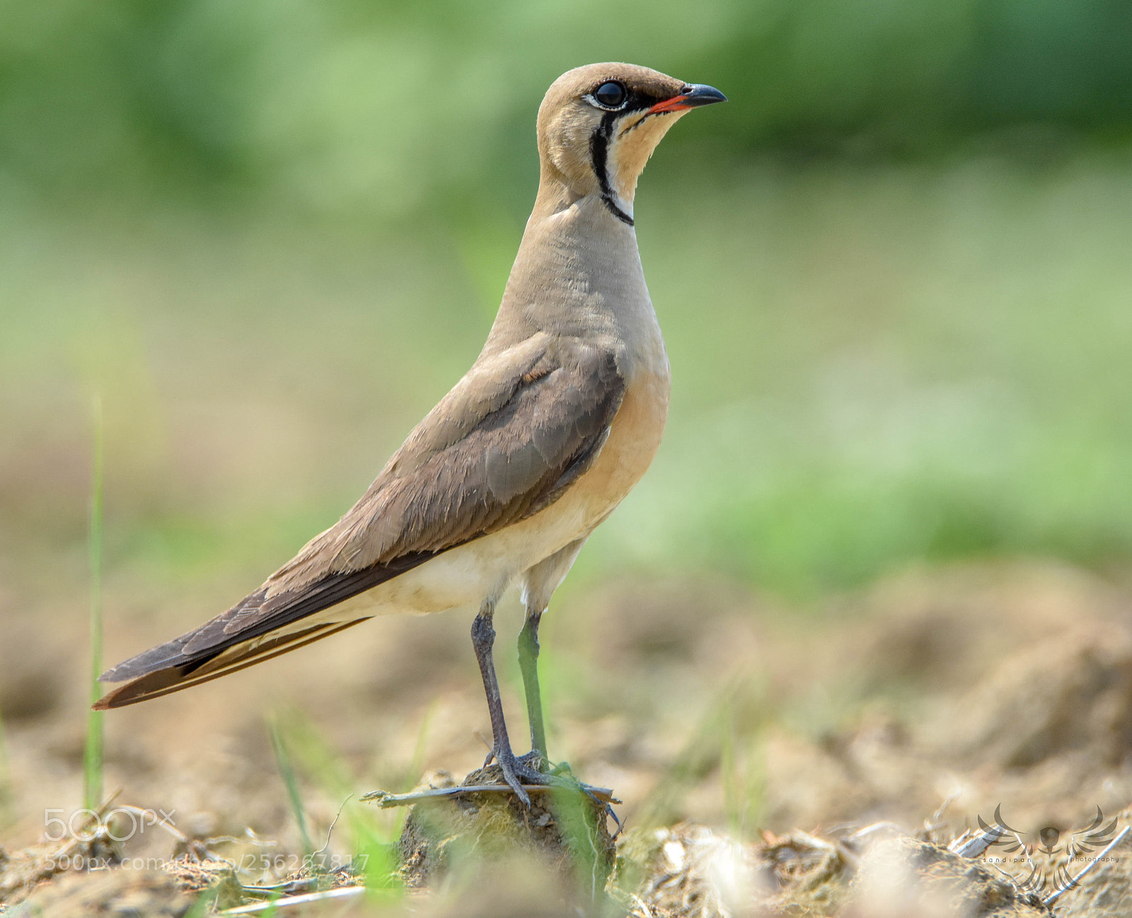 Nikon D7200 sample photo. Oriental pratincole photography