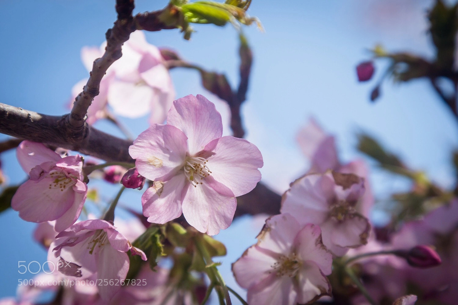 Canon EOS 6D sample photo. Cherry in spring photography