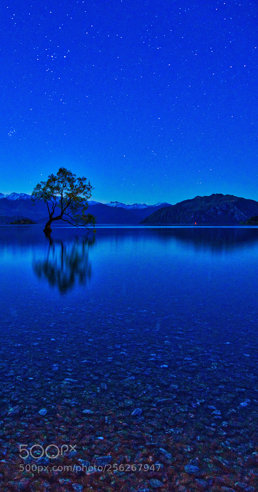 Sony a7 II sample photo. Wanaka tree night f photography