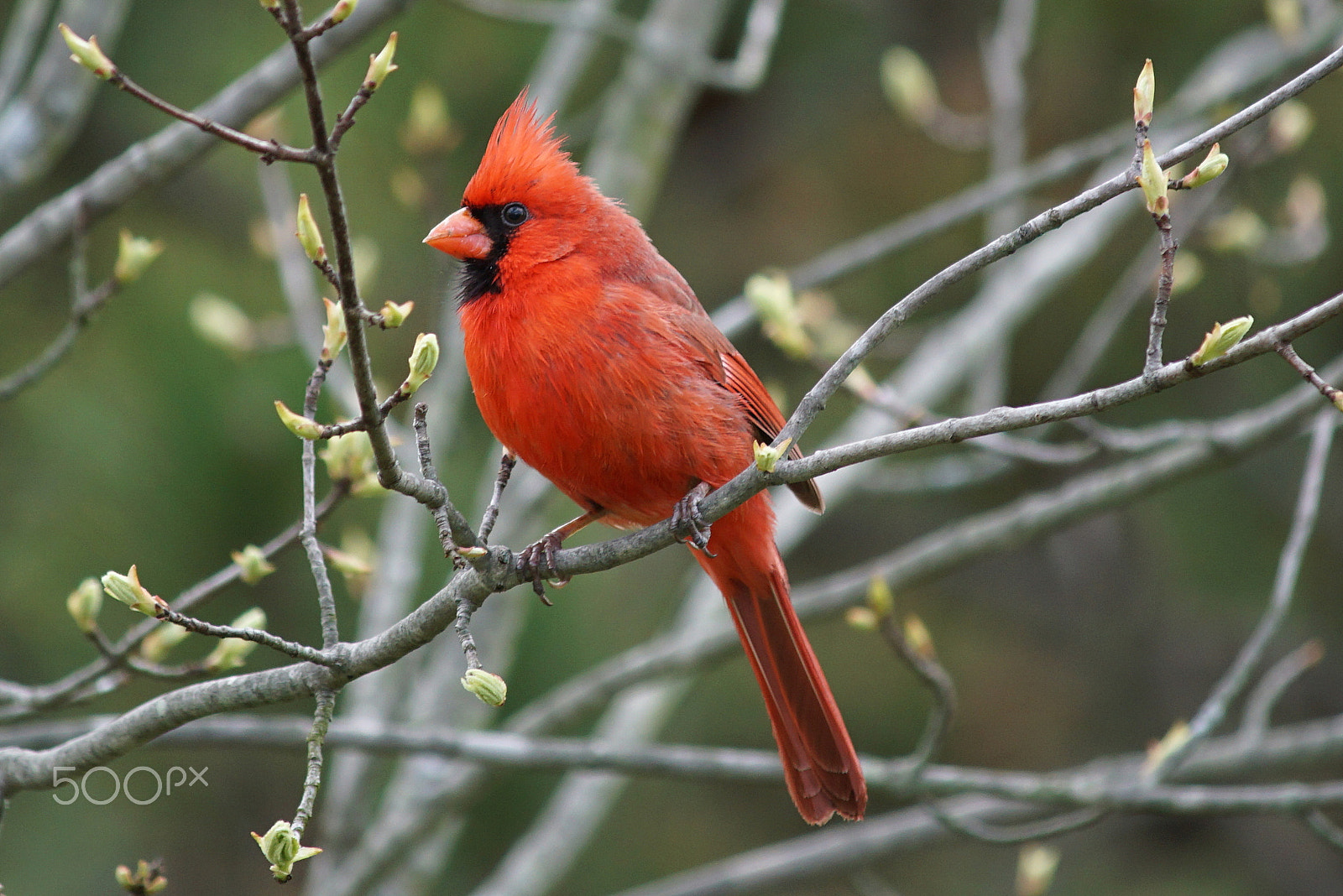 Tamron 18-270mm F3.5-6.3 Di II PZD sample photo. Spring cardinal photography