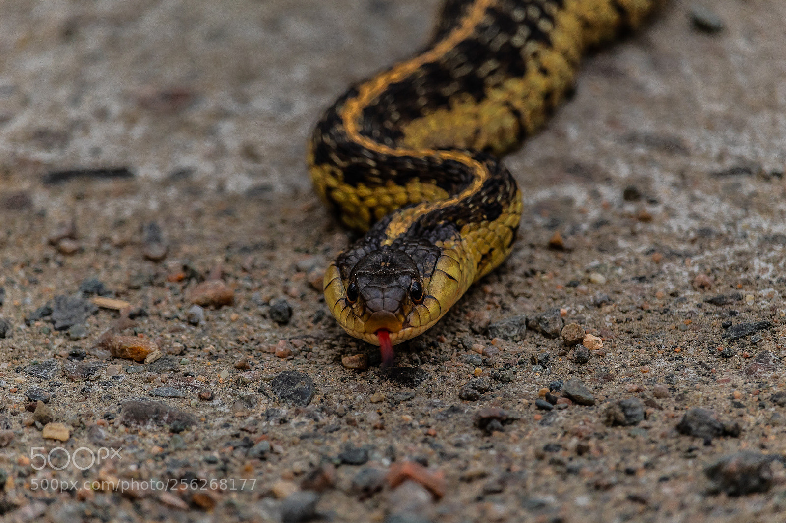 Canon EOS 1300D (EOS Rebel T6 / EOS Kiss X80) sample photo. Mr. snake photography