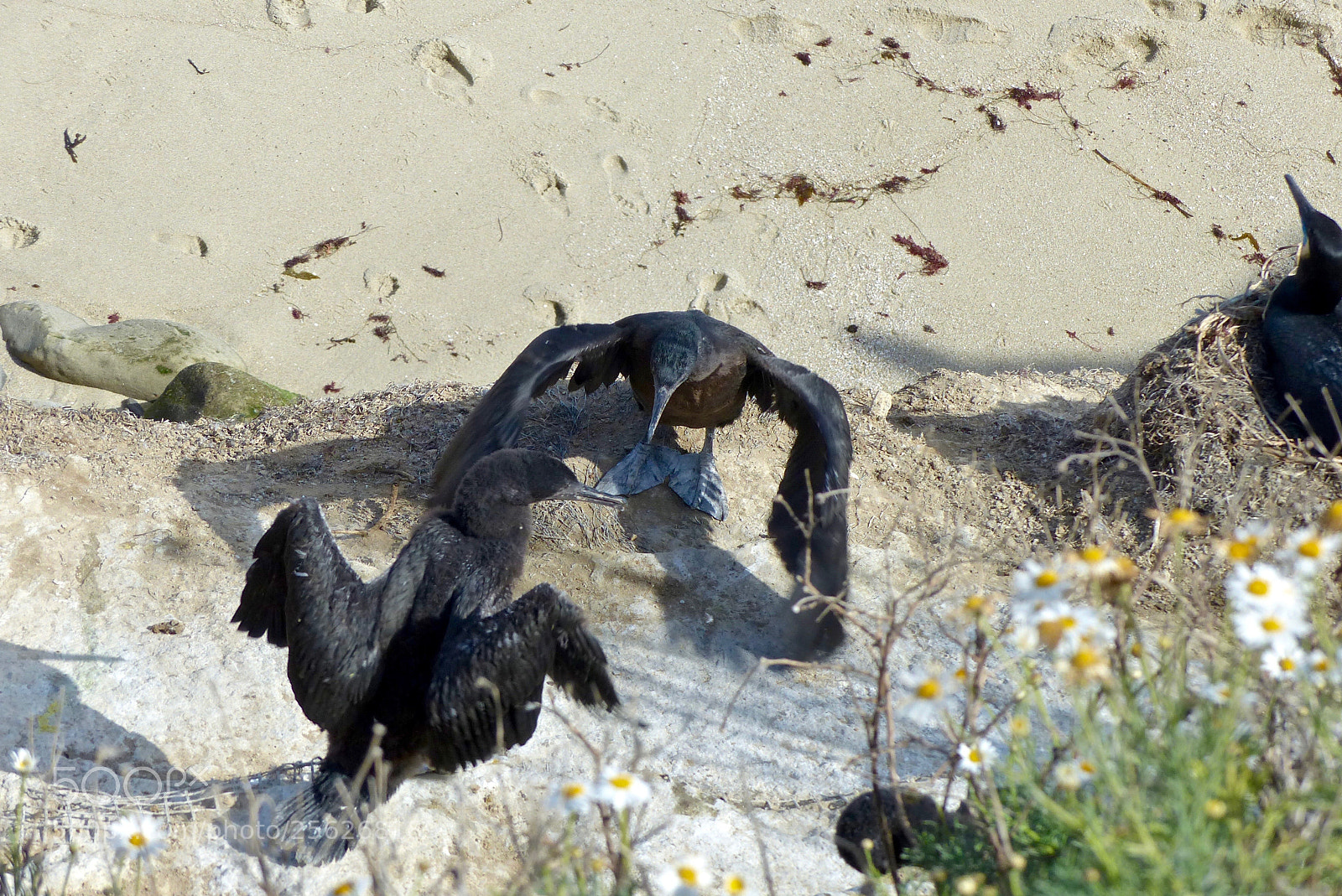 Panasonic Lumix DMC-FZ200 sample photo. Wings down! photography