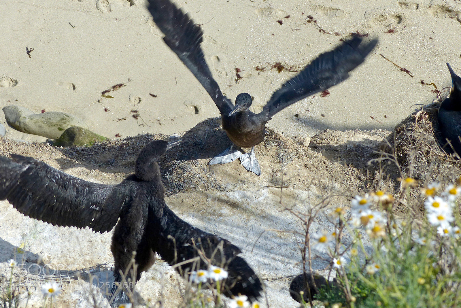 Panasonic Lumix DMC-FZ200 sample photo. Wings up! photography