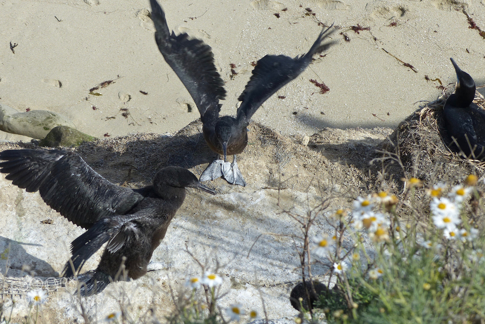 Panasonic Lumix DMC-FZ200 sample photo. Wings up and back! photography