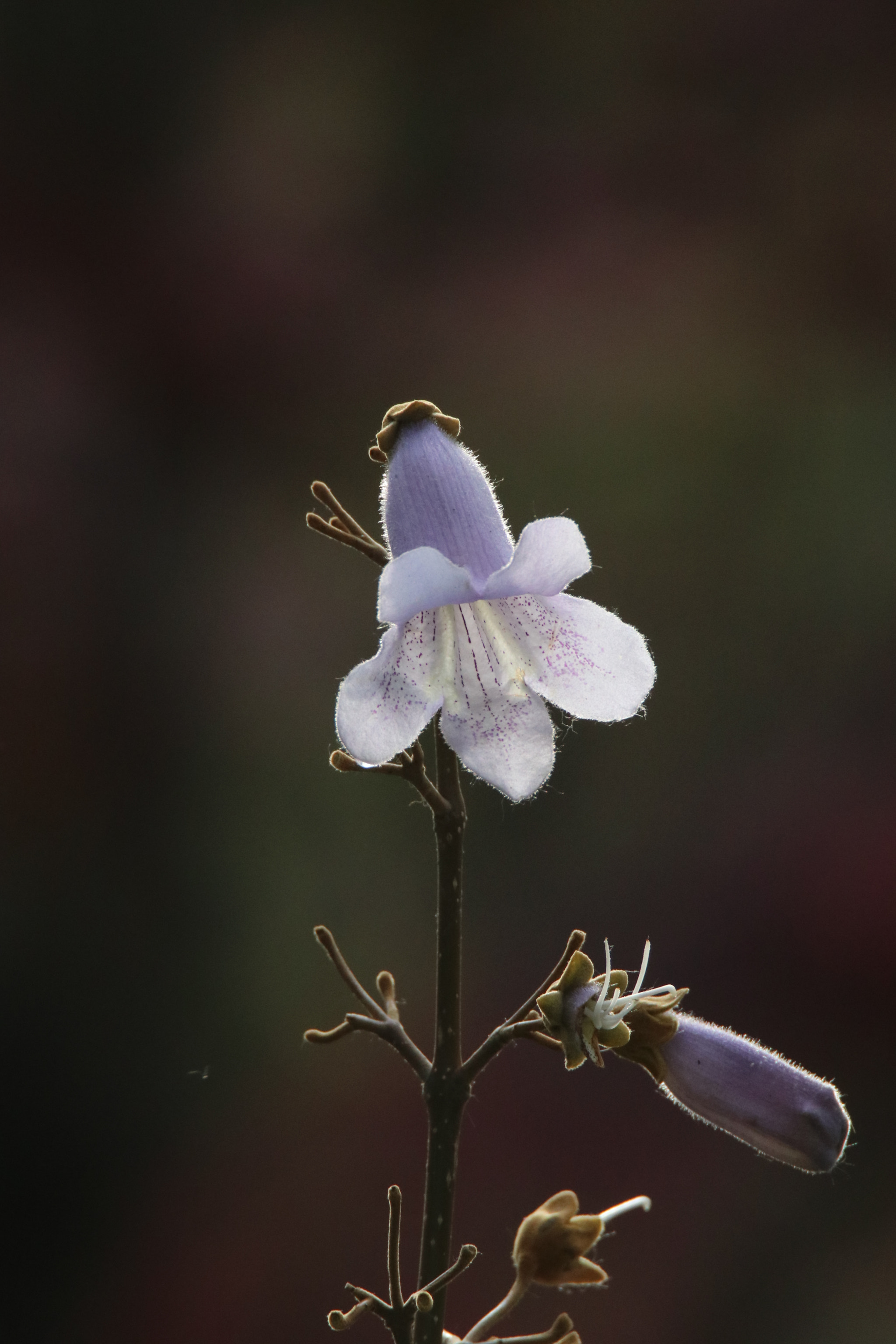 Tamron SP 150-600mm F5-6.3 Di VC USD sample photo. 花的清晨morningflower photography