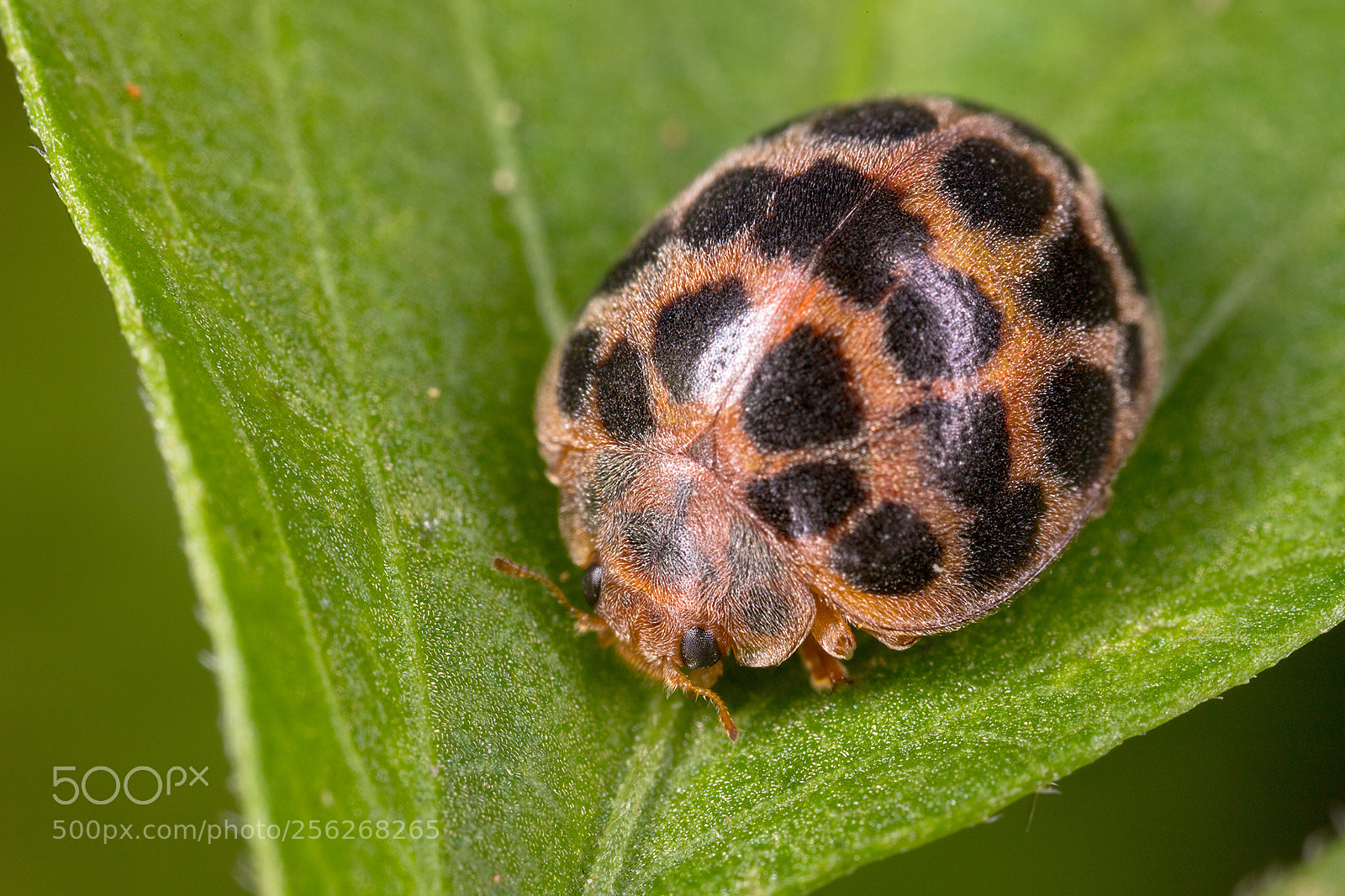 Canon EOS 6D Mark II sample photo. Lady bugs photography