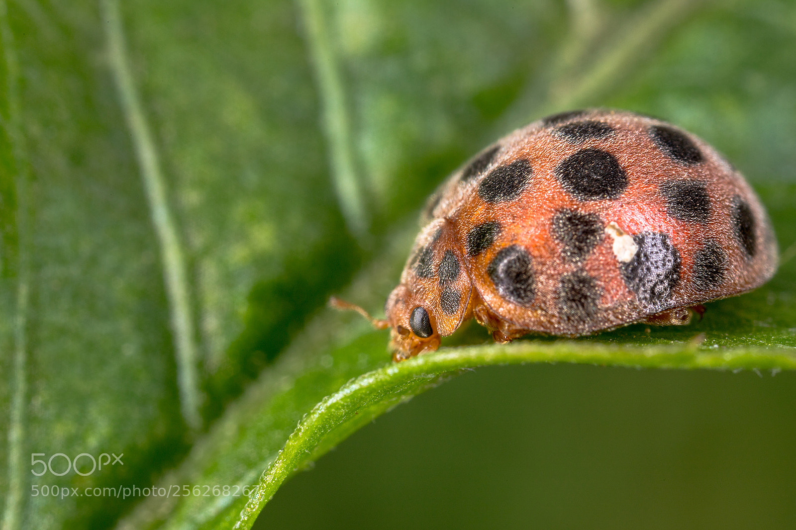 Canon EOS 6D Mark II sample photo. Lady bugs photography