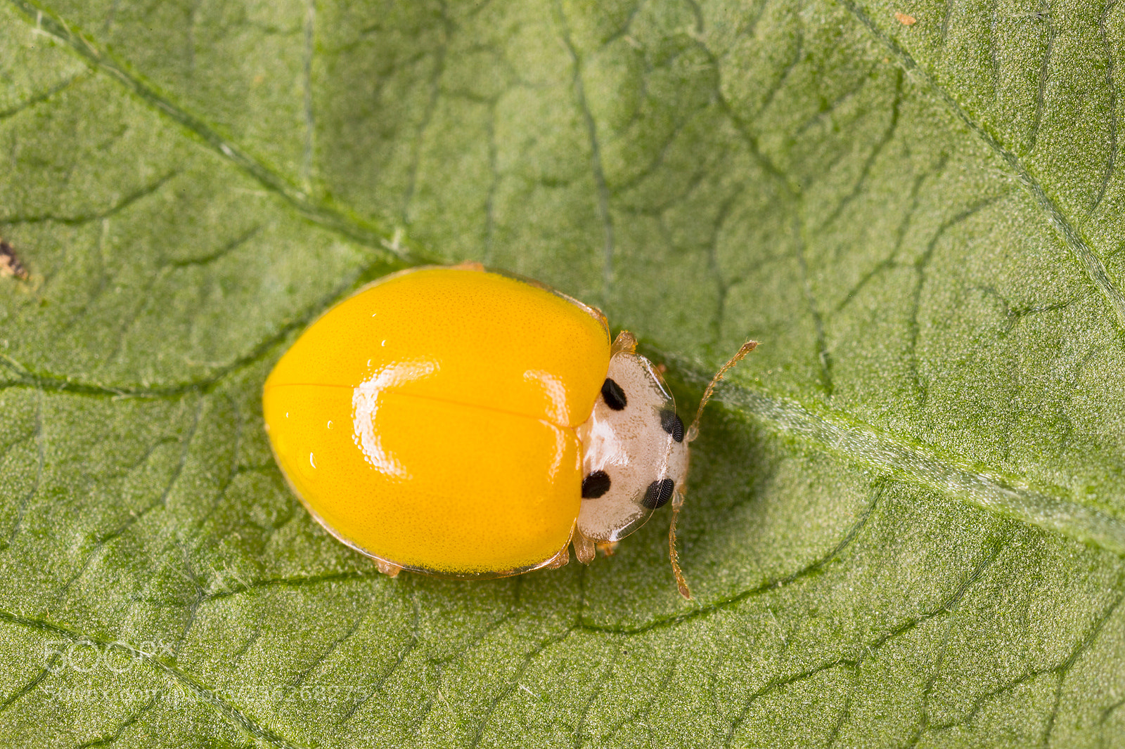 Canon EOS 6D Mark II sample photo. Lady bugs photography