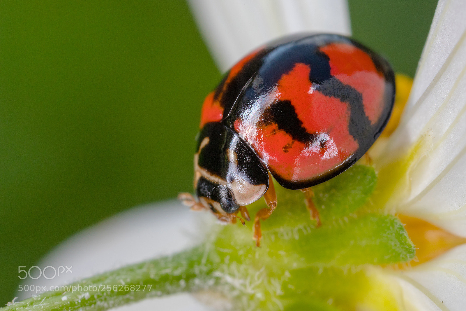 Canon EOS 6D Mark II sample photo. Lady bugs photography