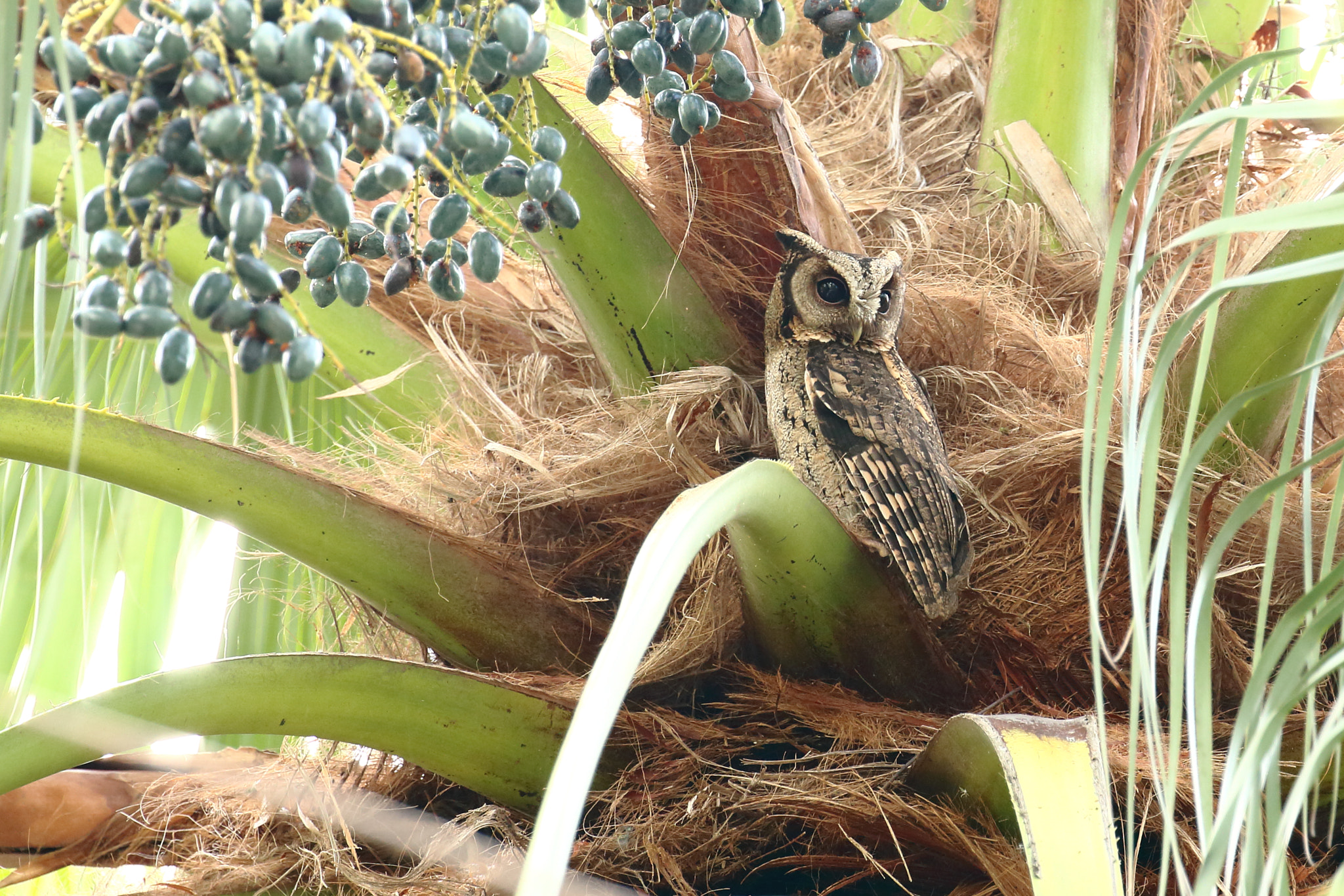 Canon EOS 70D sample photo. 領角鴞 雄鳥 collared scops owl~male photography