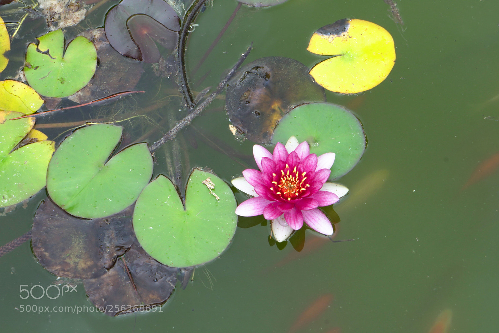 Sony a6500 sample photo. Fiore di loto photography