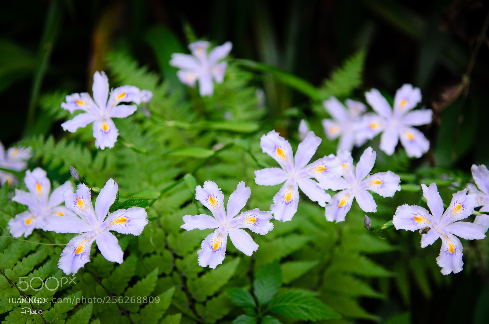 Nikon D7000 sample photo. Wild flower photography