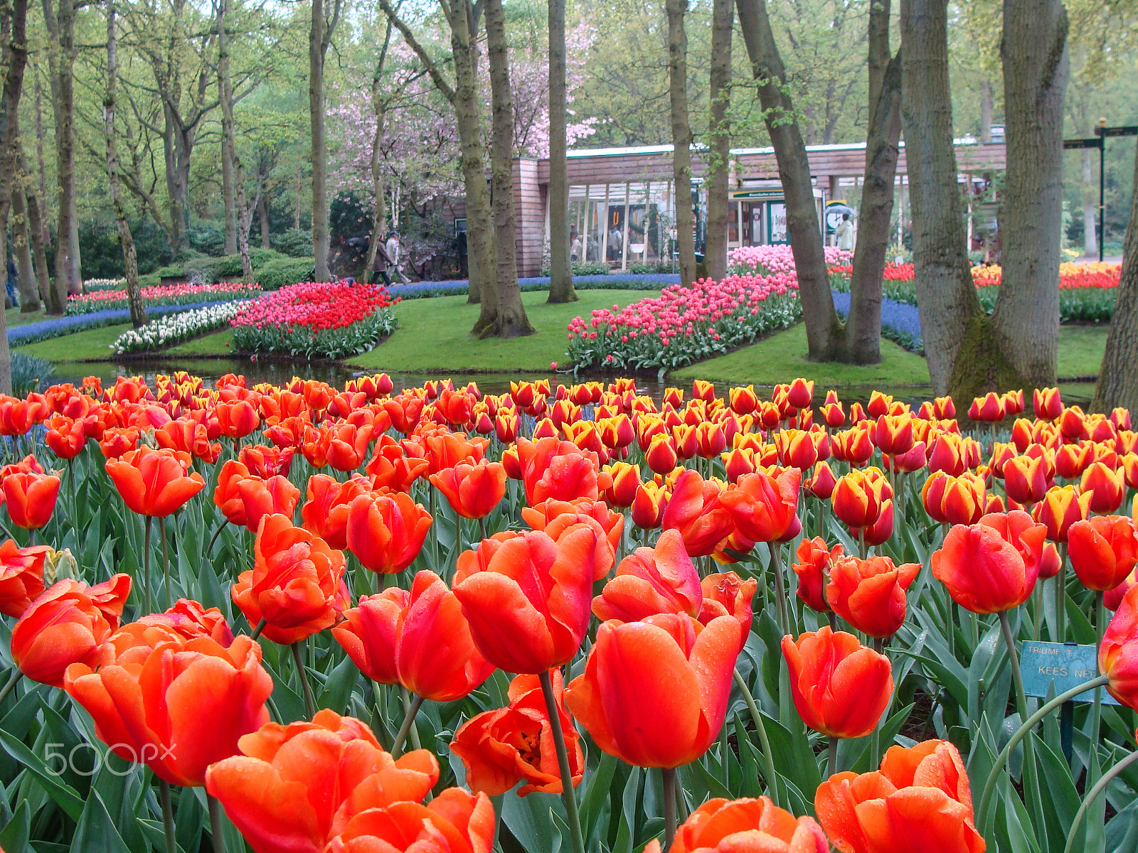 Sony DSC-H3 sample photo. Keukenhof garden photography