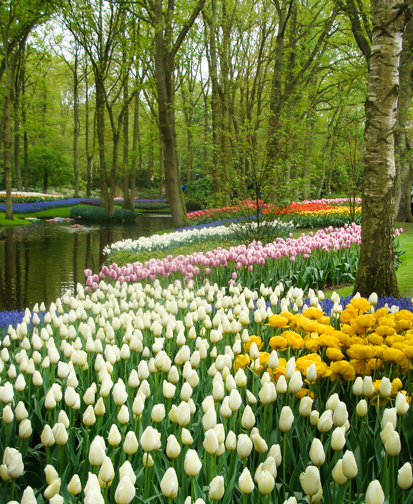 Sony DSC-H3 sample photo. Keukenhof garden photography