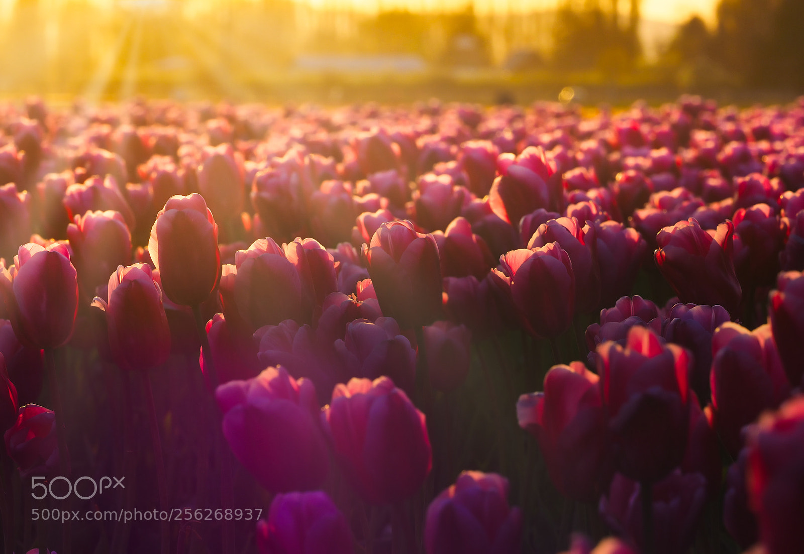 Olympus OM-D E-M1 sample photo. Sunset on tulips photography
