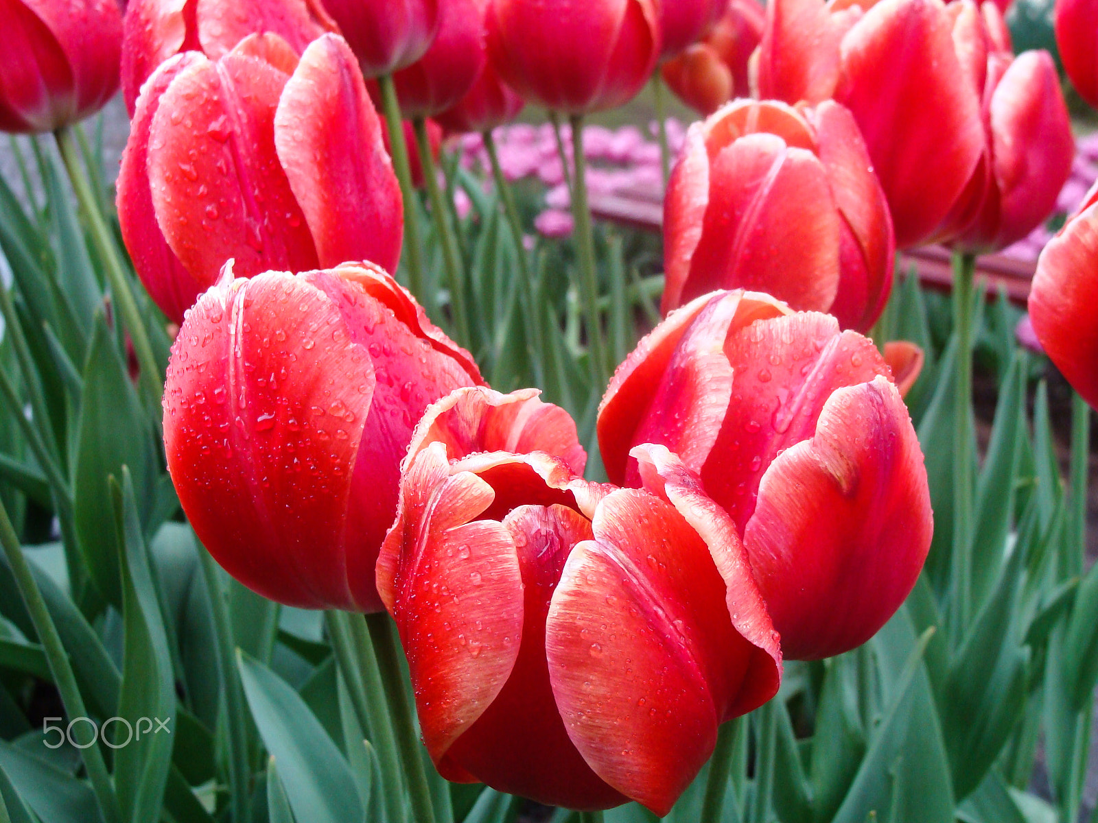 Sony DSC-H3 sample photo. Keukenhof garden photography