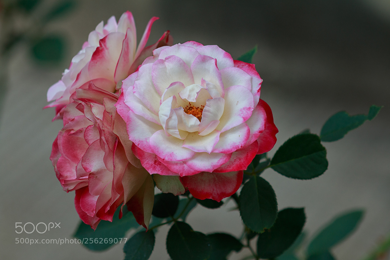 Canon EOS 70D sample photo. Roses photography