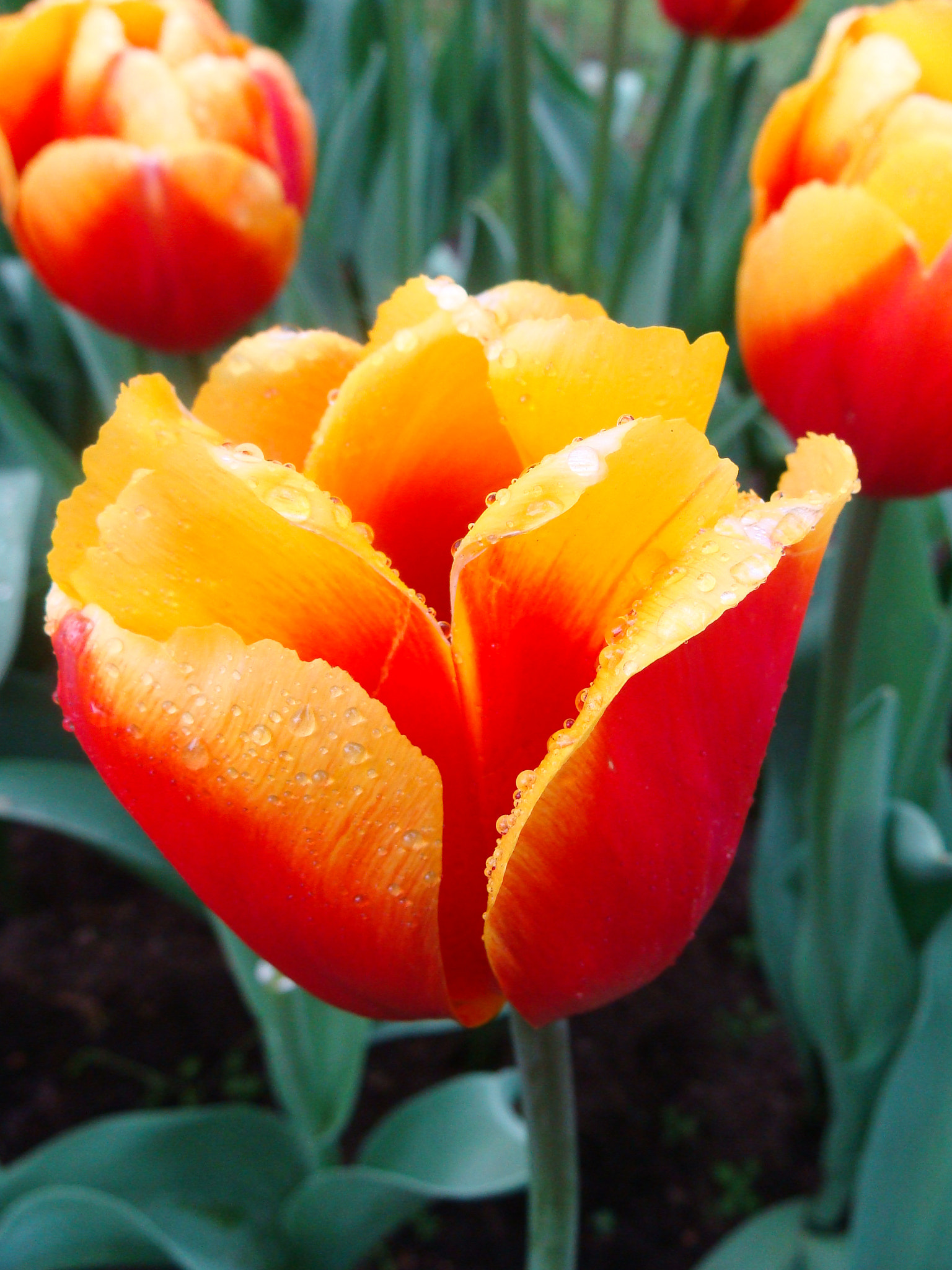 Sony DSC-H3 sample photo. Keukenhof garden photography