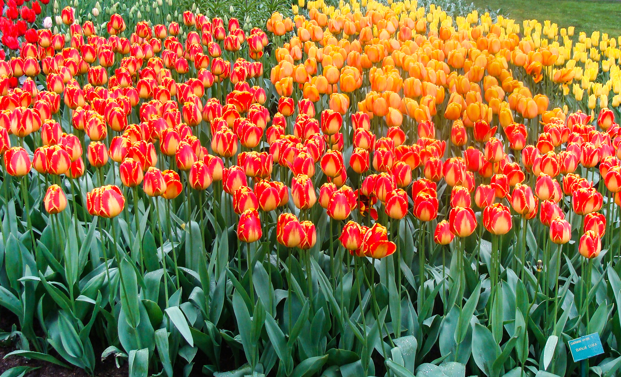 Sony DSC-H3 sample photo. Keukenhof garden photography