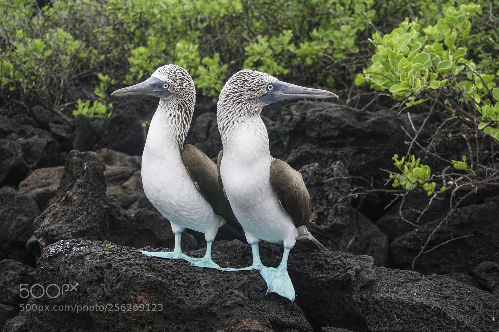 Sony a6000 sample photo. Boobies photography