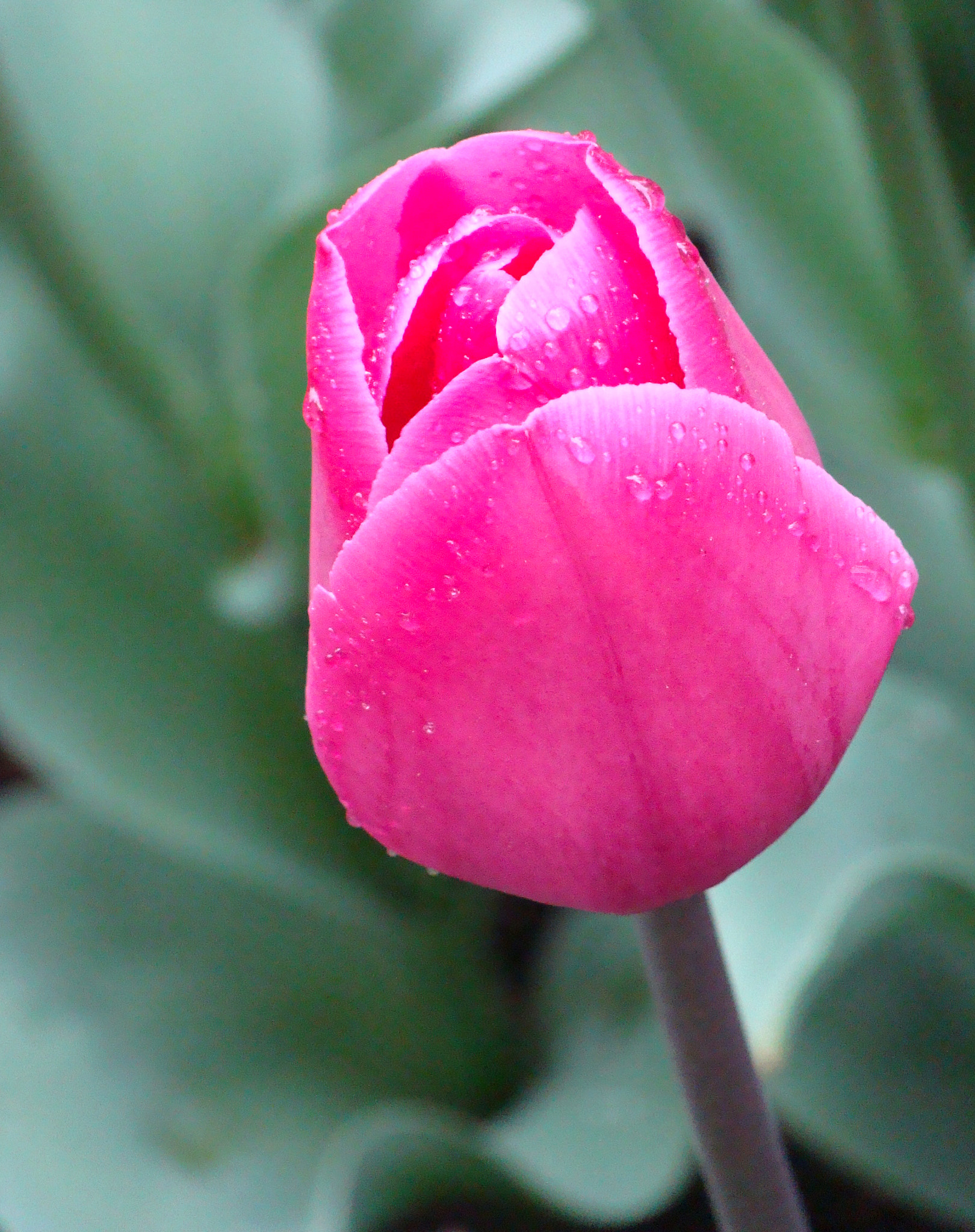 Sony DSC-H3 sample photo. Keukenhof garden photography