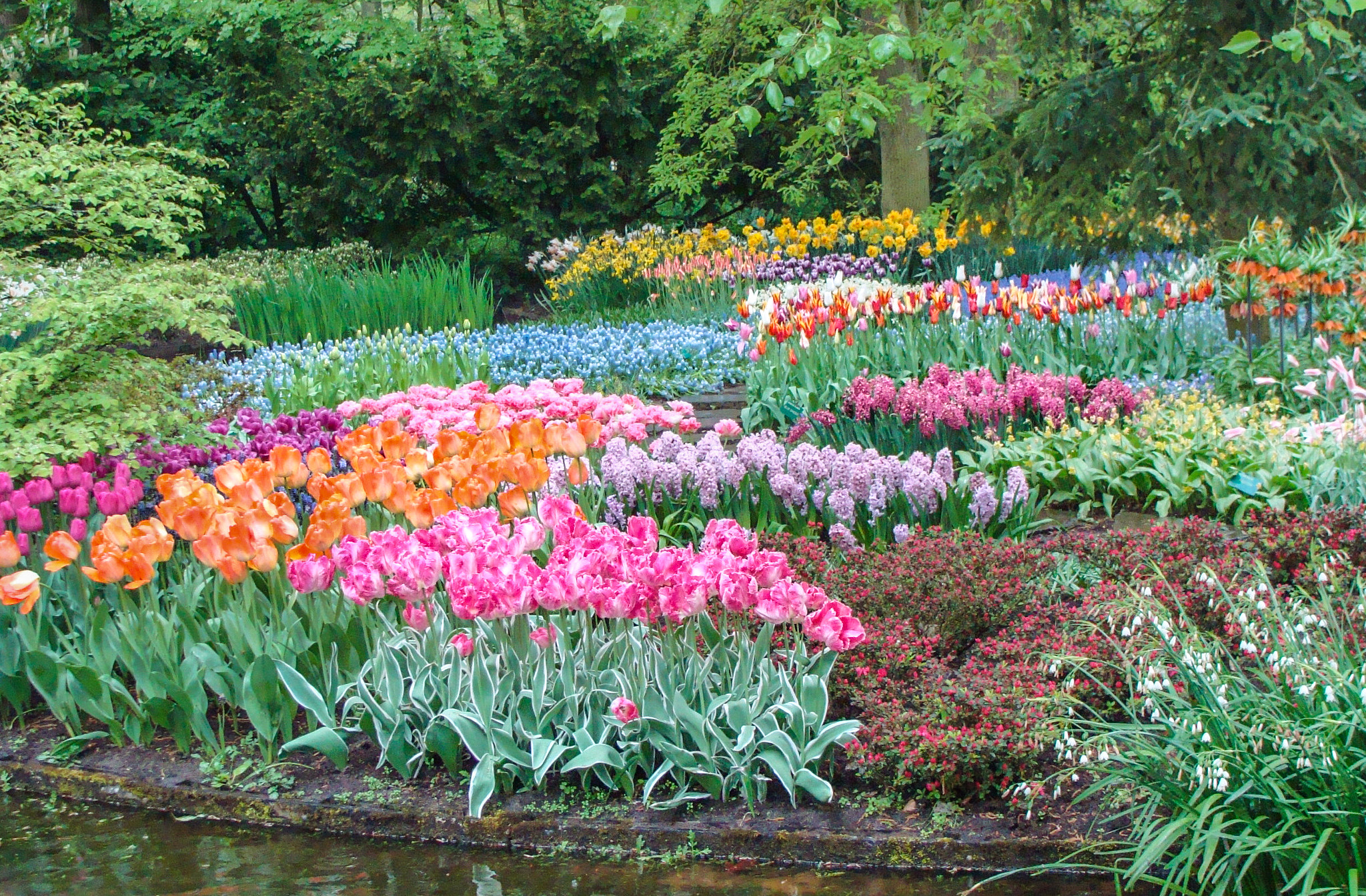 Sony DSC-H3 sample photo. Keukenhof garden photography