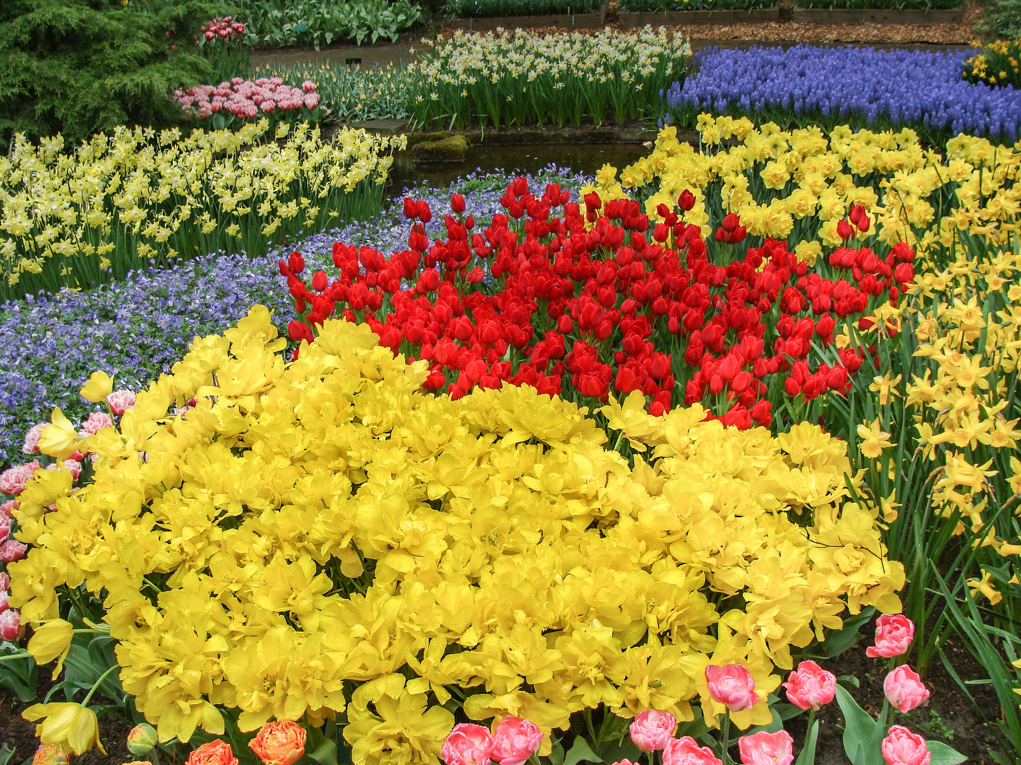 Sony DSC-H3 sample photo. Keukenhof garden photography