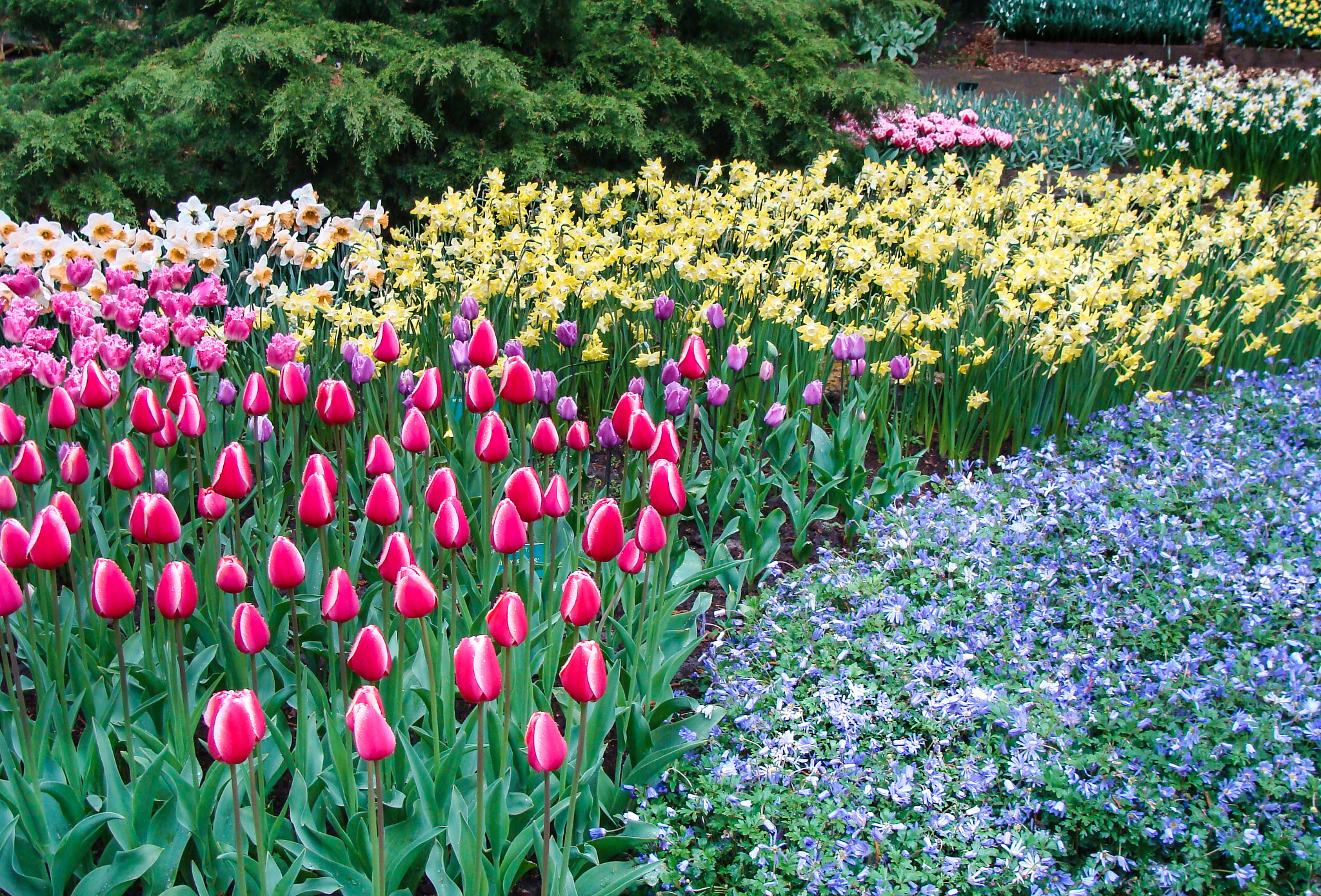 Sony DSC-H3 sample photo. Keukenhof garden photography