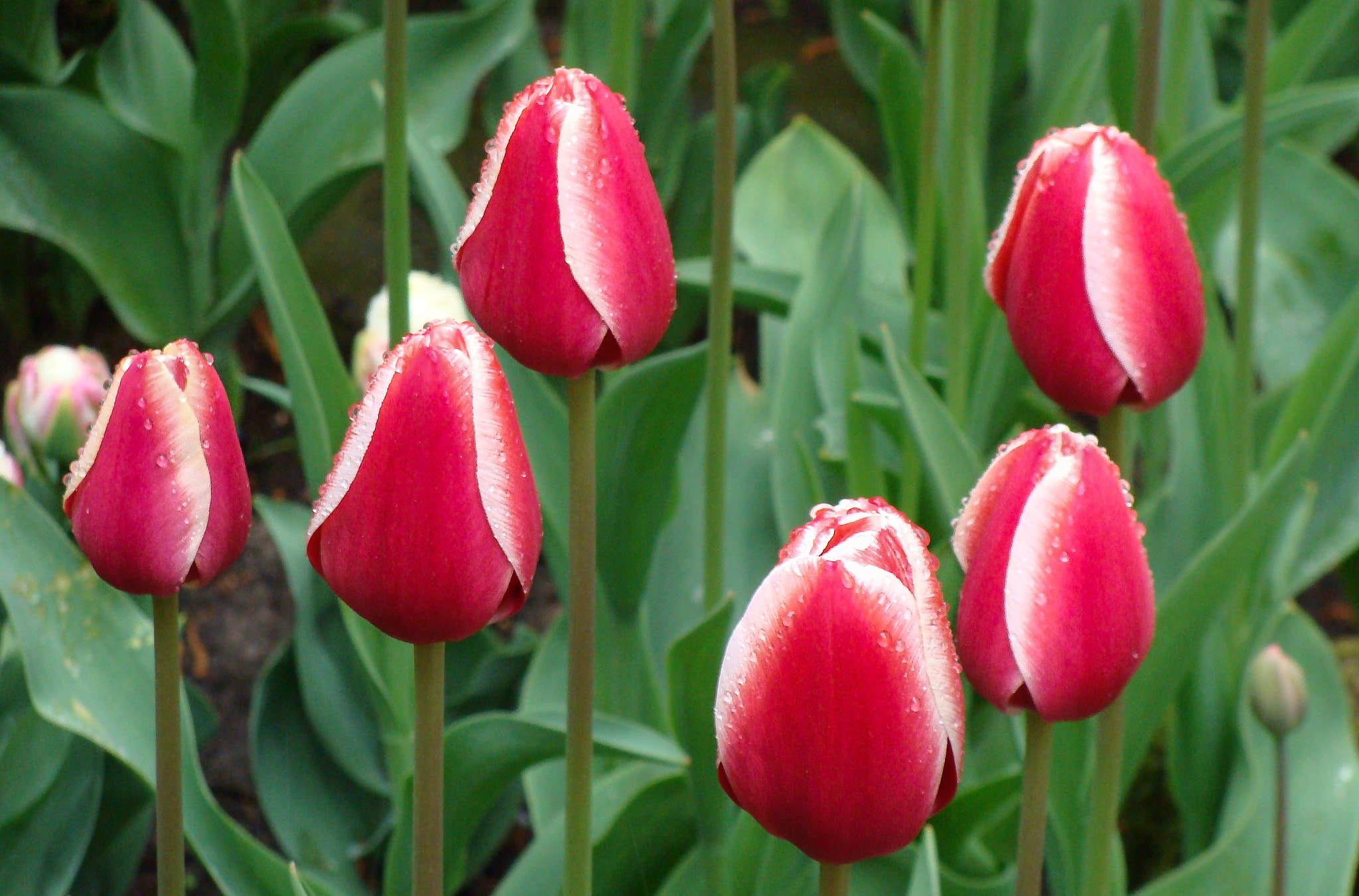 Sony DSC-H3 sample photo. Keukenhof garden photography