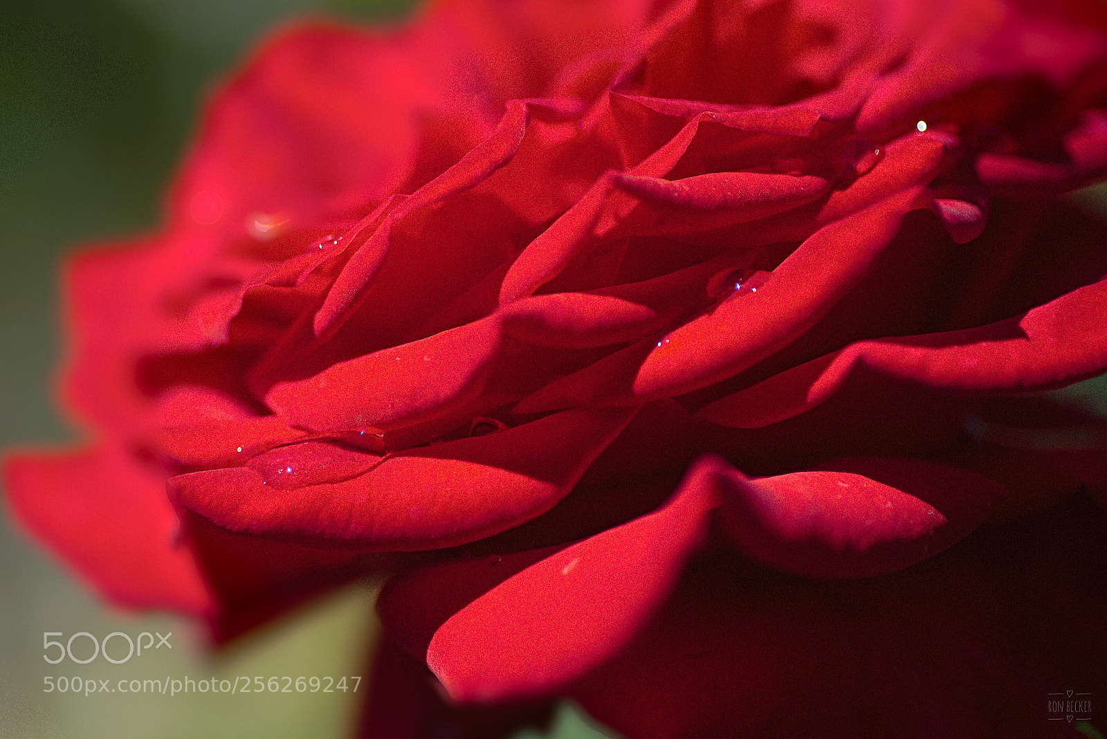 Nikon D750 sample photo. Nature’s tears photography