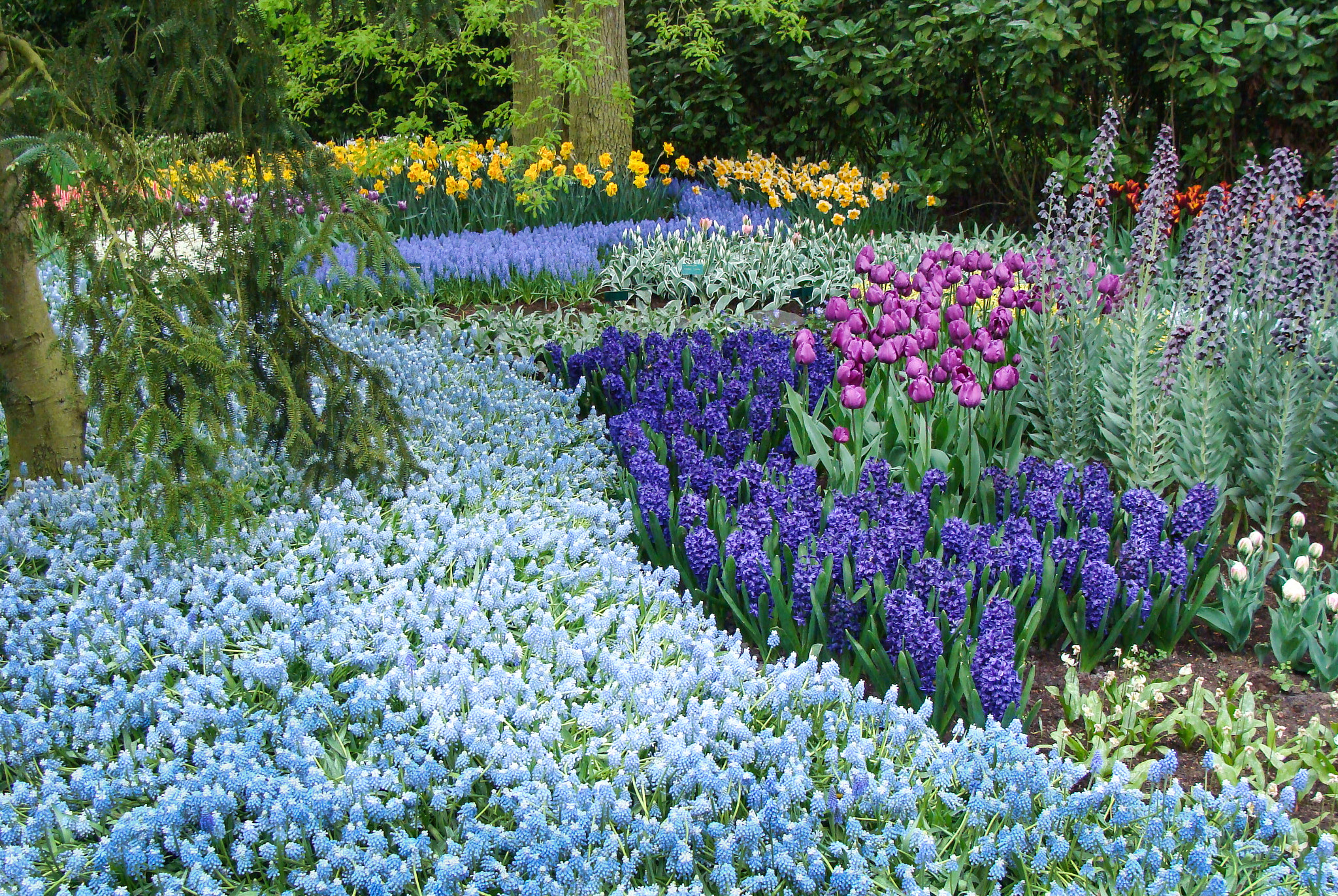 Sony DSC-H3 sample photo. Keukenhof garden photography