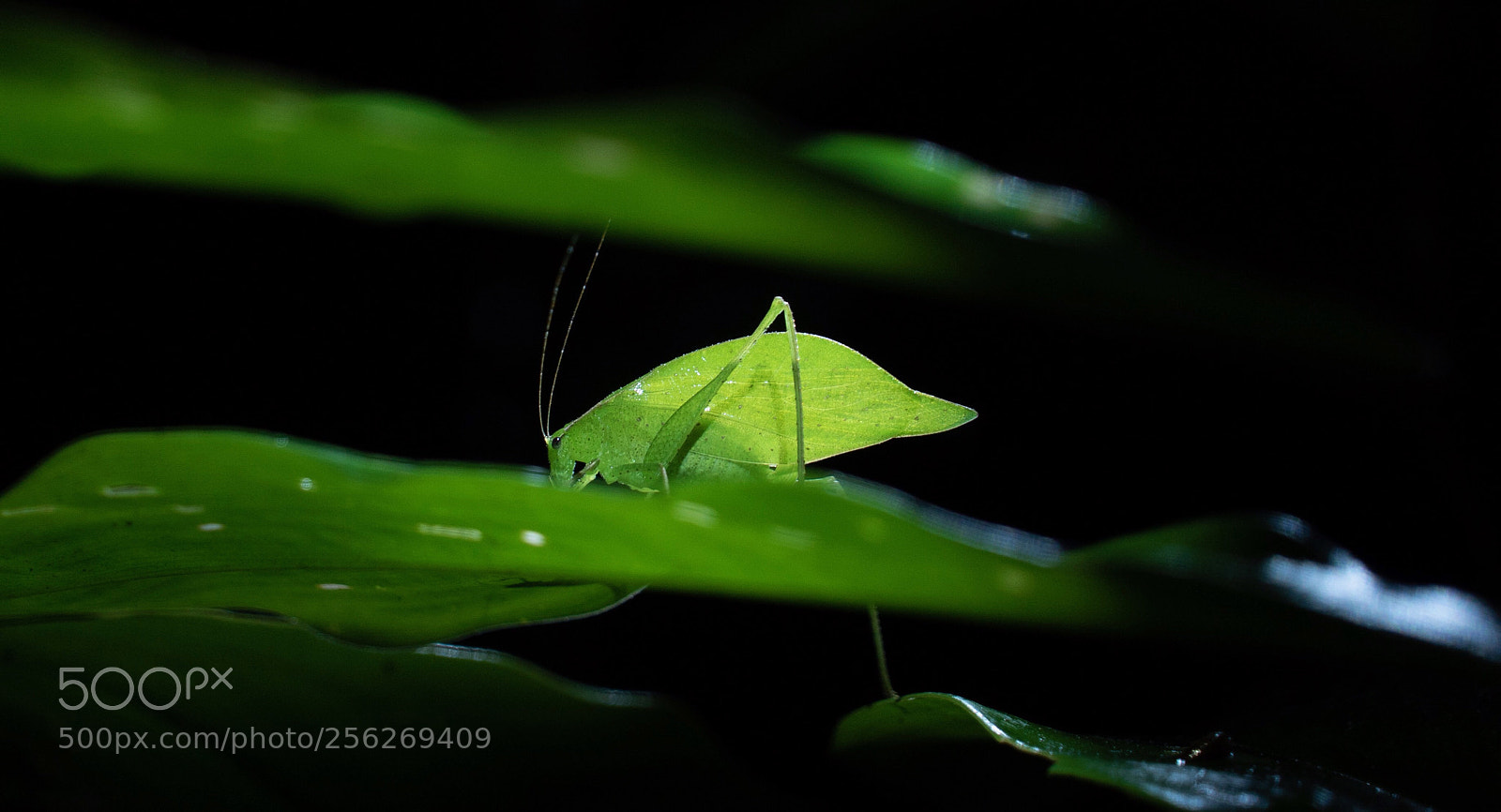 Sony a7S II sample photo. Leaf katydid (orophus tesselatus) photography