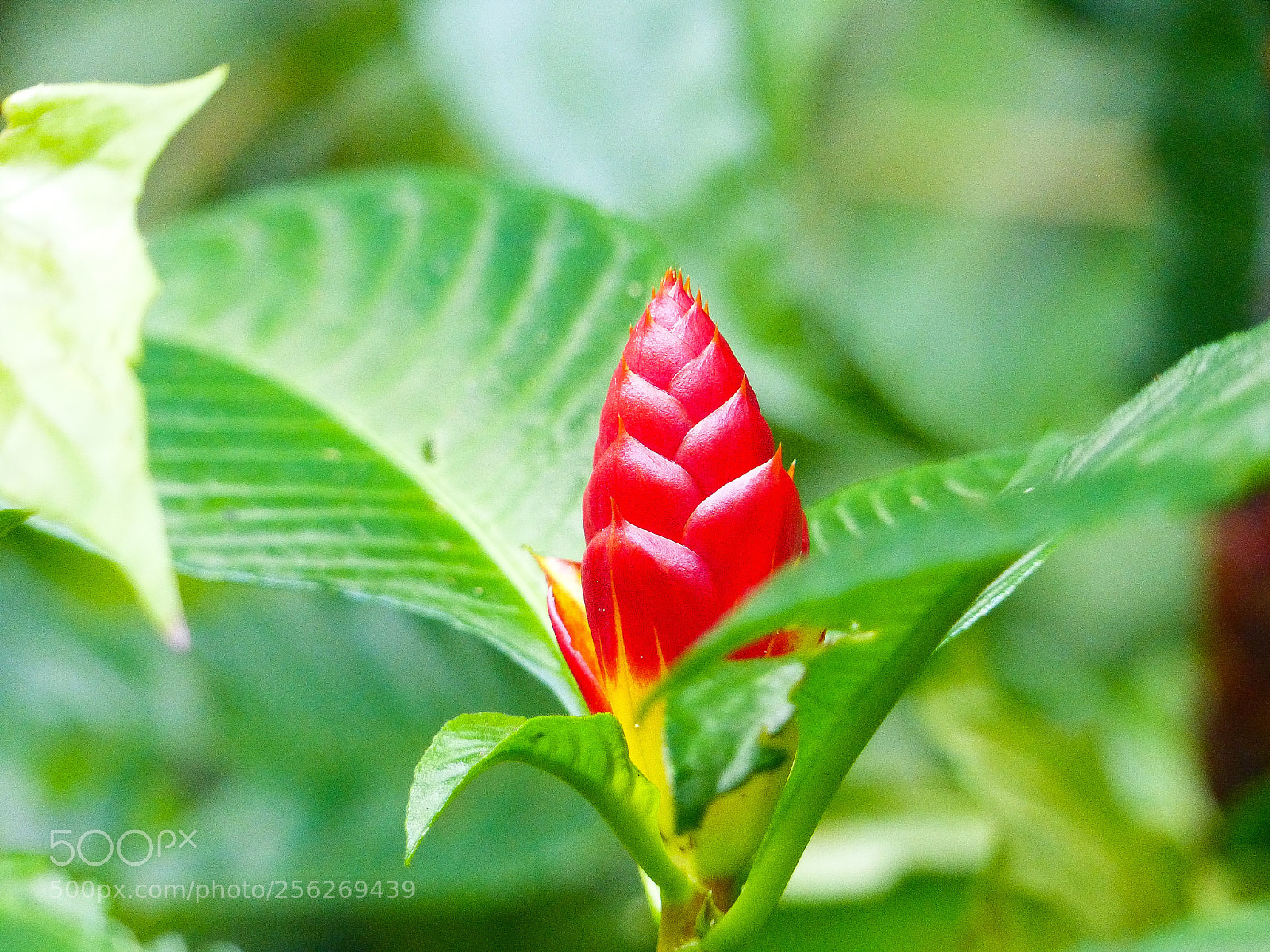 Panasonic Lumix DMC-FZ200 sample photo. Flower - s o photography