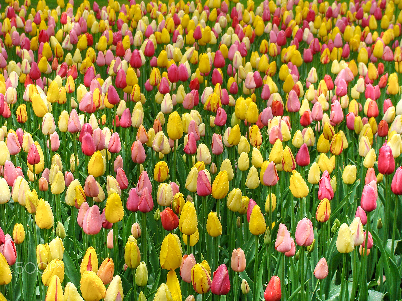 Sony DSC-H3 sample photo. Keukenhof garden photography