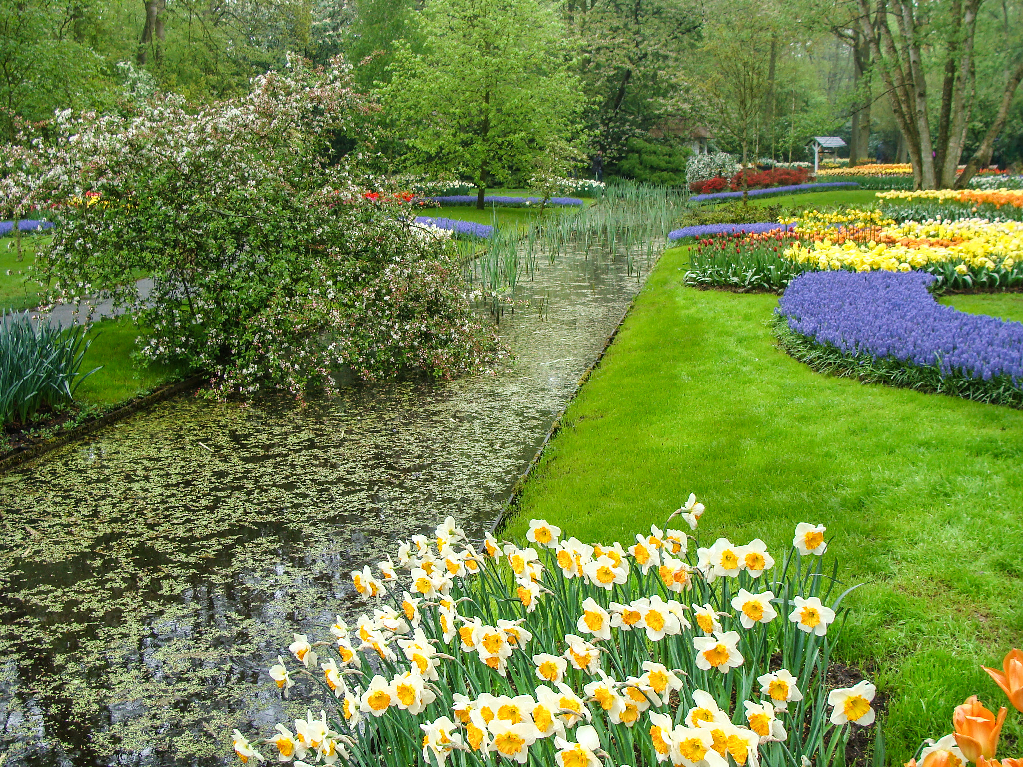 Sony DSC-H3 sample photo. Keukenhof garden photography