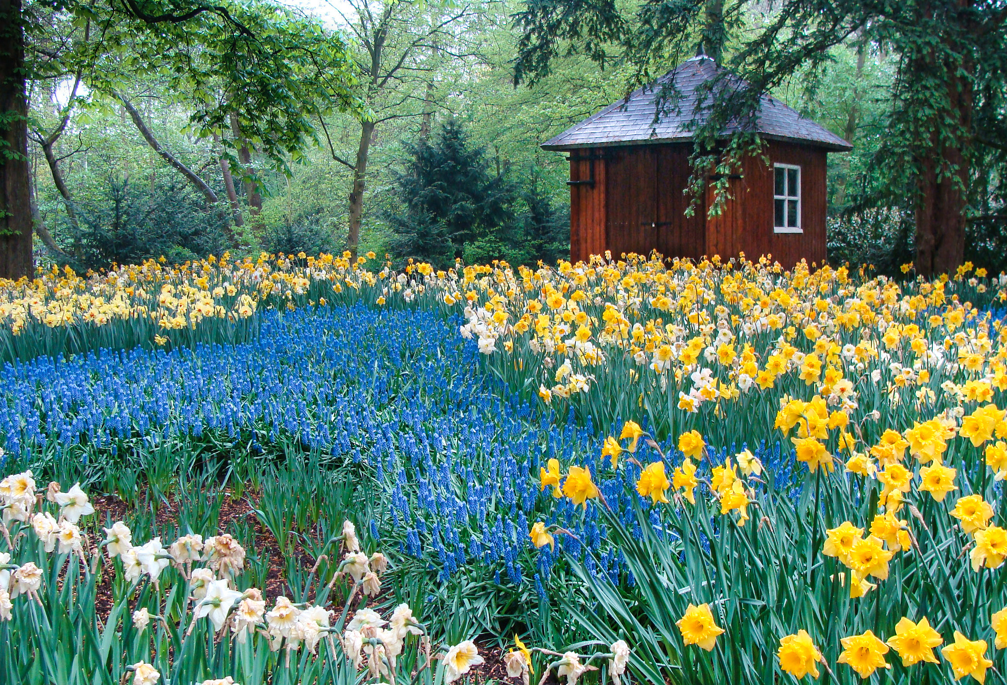 Sony DSC-H3 sample photo. Keukenhof garden photography