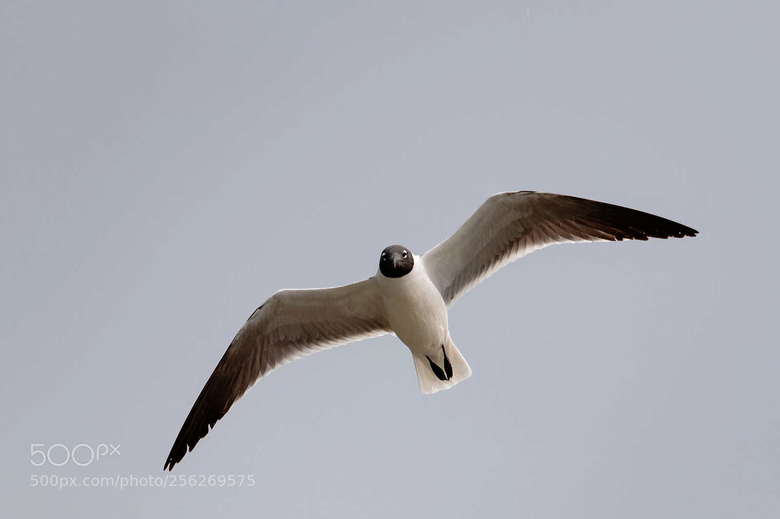 Canon EOS 7D Mark II sample photo. Laughing gull photography