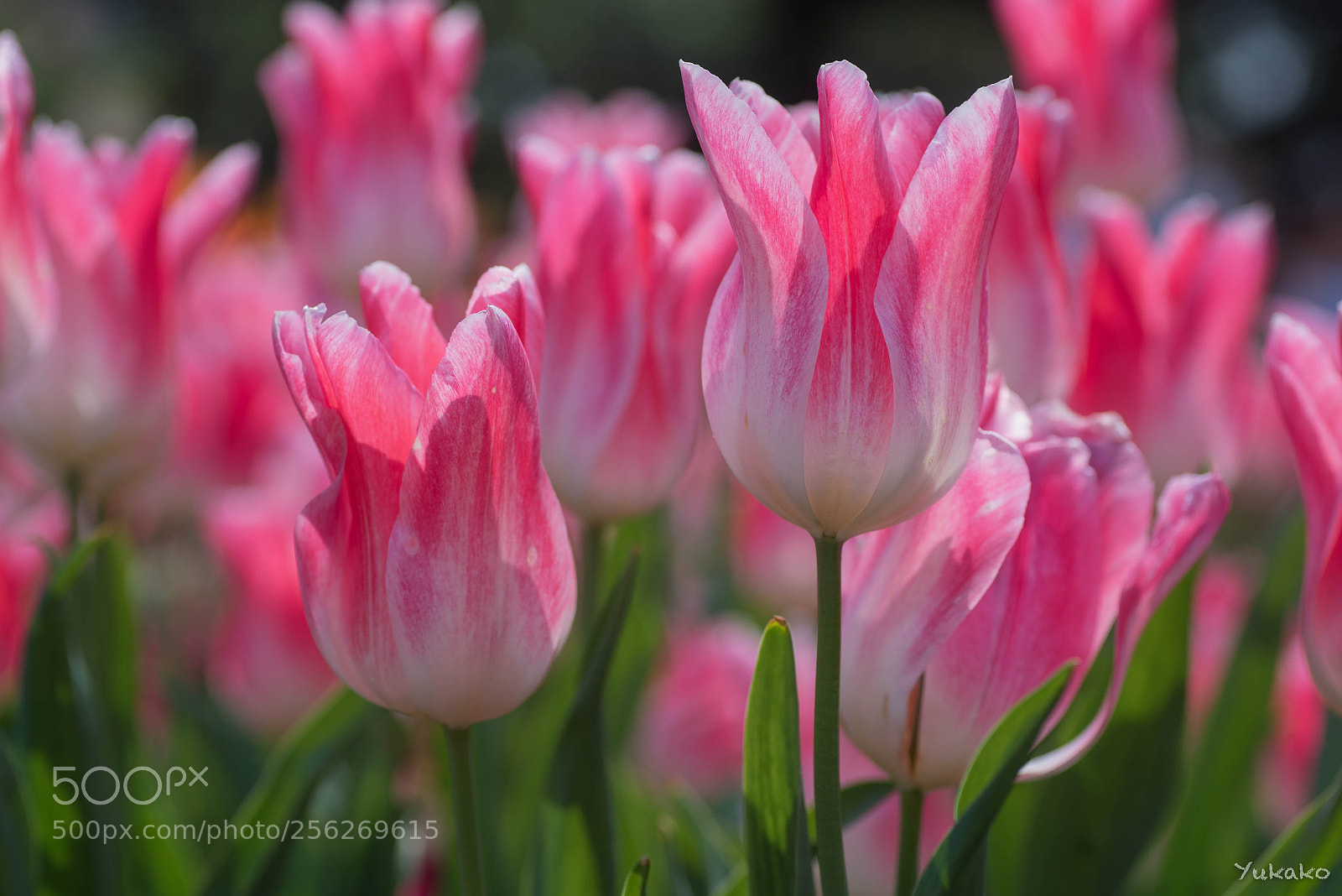 Nikon D750 sample photo. Spring color photography
