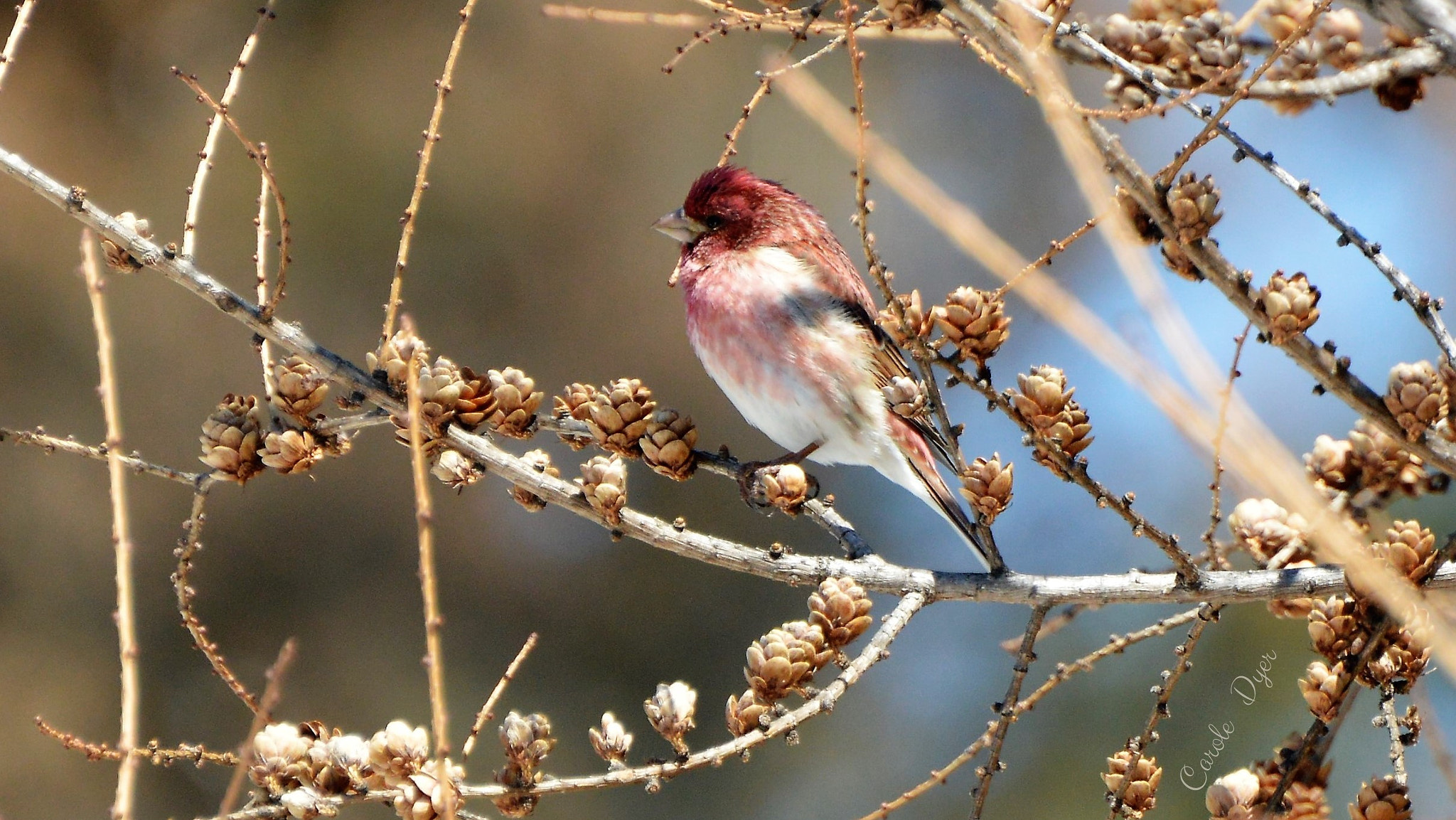 Nikon D3200 sample photo. Common redpoll photography