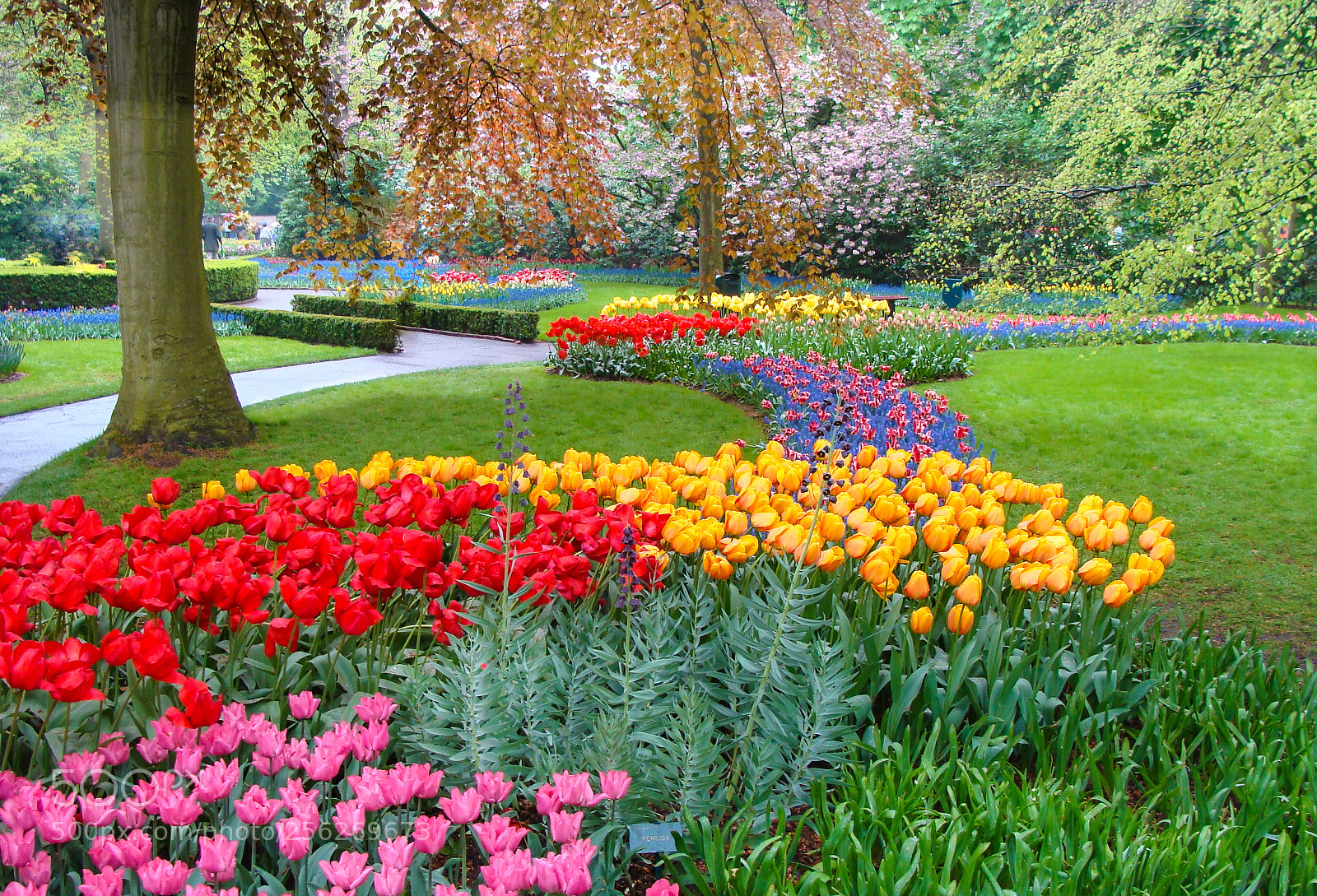 Sony DSC-H3 sample photo. Keukenhof garden photography