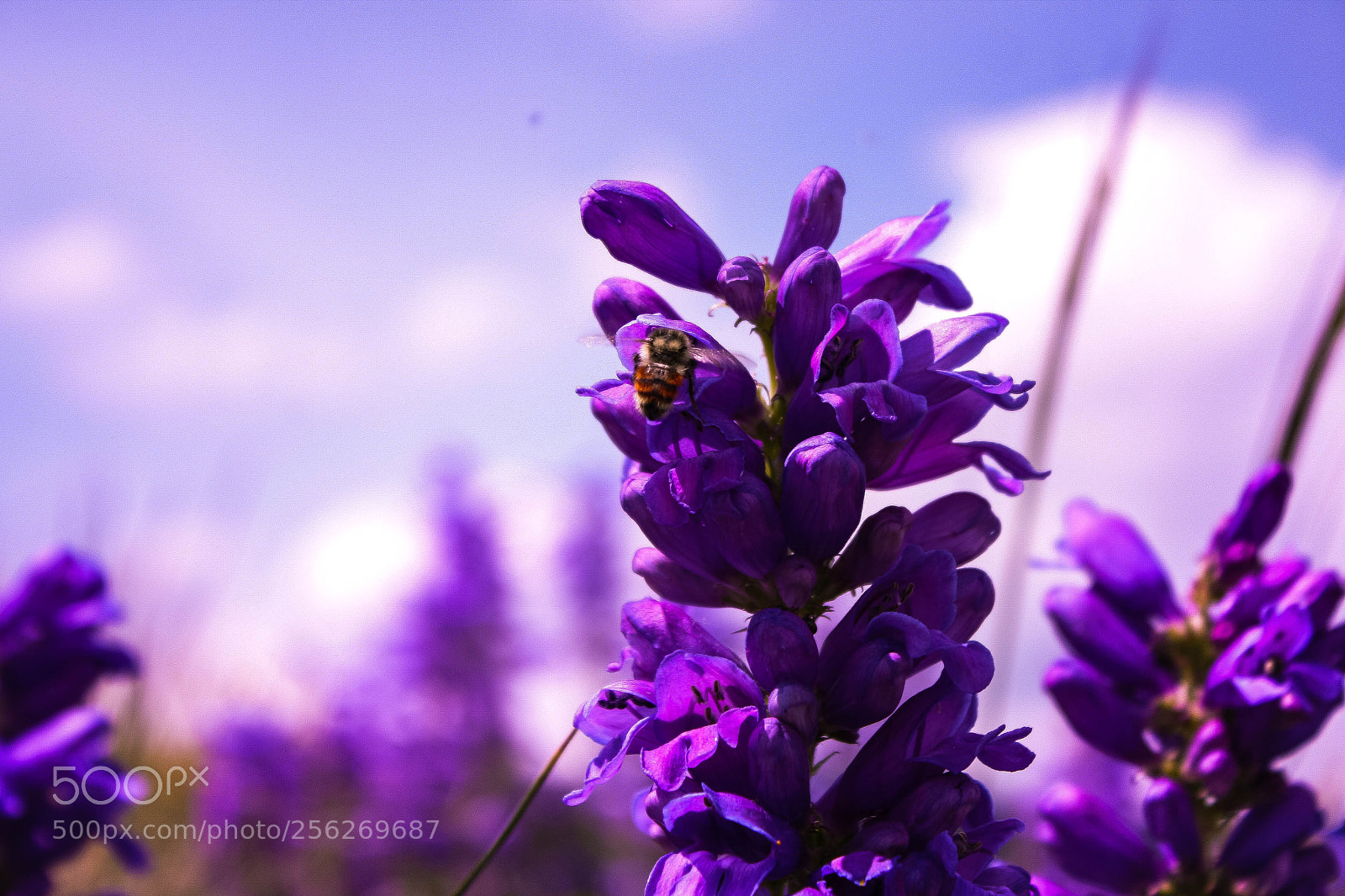 Canon EOS 1000D (EOS Digital Rebel XS / EOS Kiss F) sample photo. Purple photography