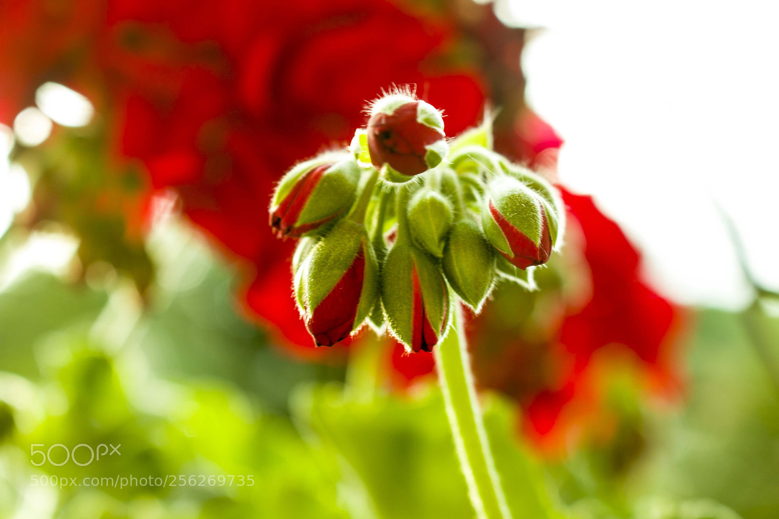 Canon EOS 70D sample photo. Capullos photography