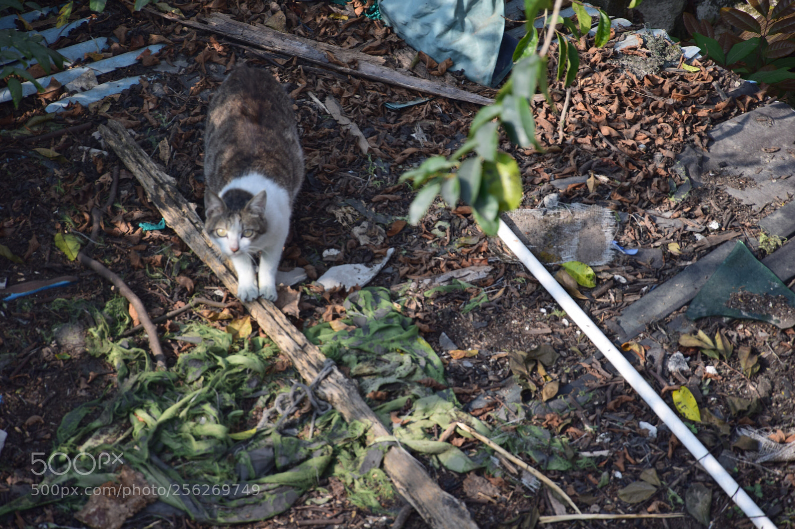 Nikon D5300 sample photo. My cat、 photography