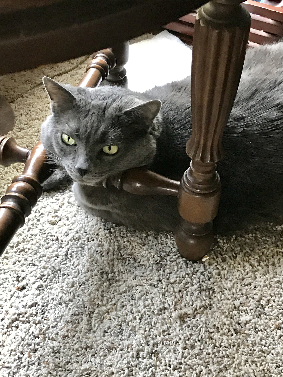 Apple iPhone 7 sample photo. Sweet kitty  photography