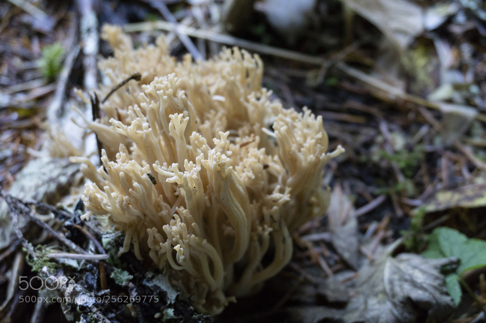 Sony a6000 sample photo. Coral fungus photography