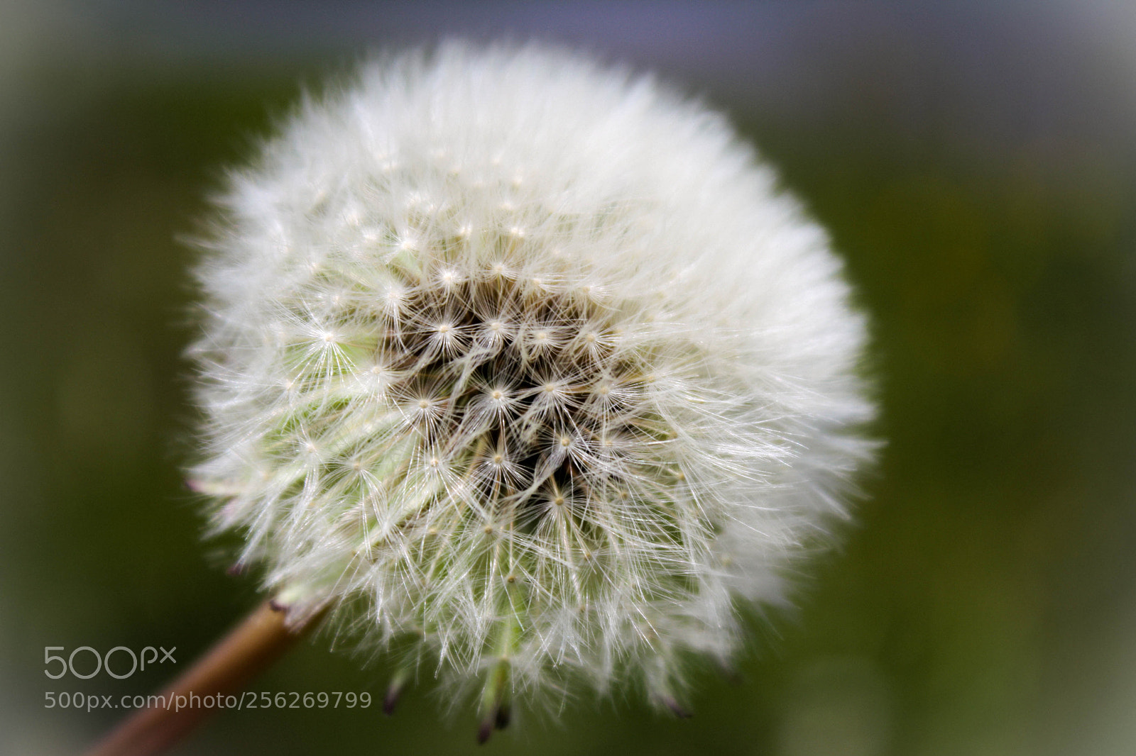Canon EOS 1000D (EOS Digital Rebel XS / EOS Kiss F) sample photo. Fluff photography