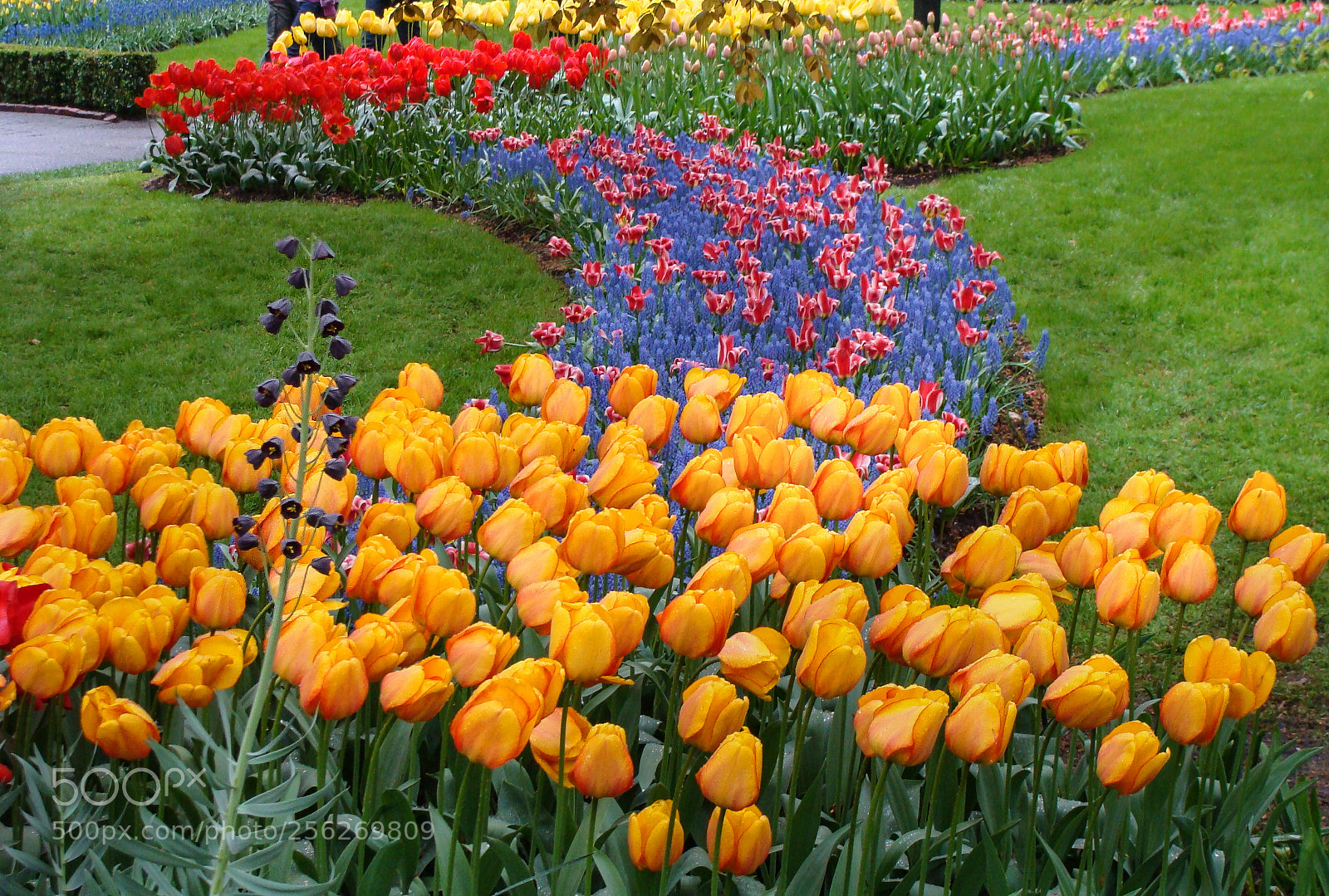 Sony DSC-H3 sample photo. Keukenhof garden photography