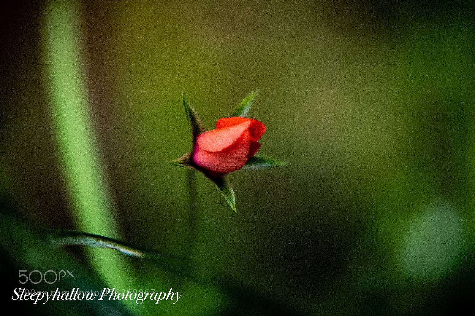 Canon EOS 1300D (EOS Rebel T6 / EOS Kiss X80) sample photo. Tiny little weed cover photography
